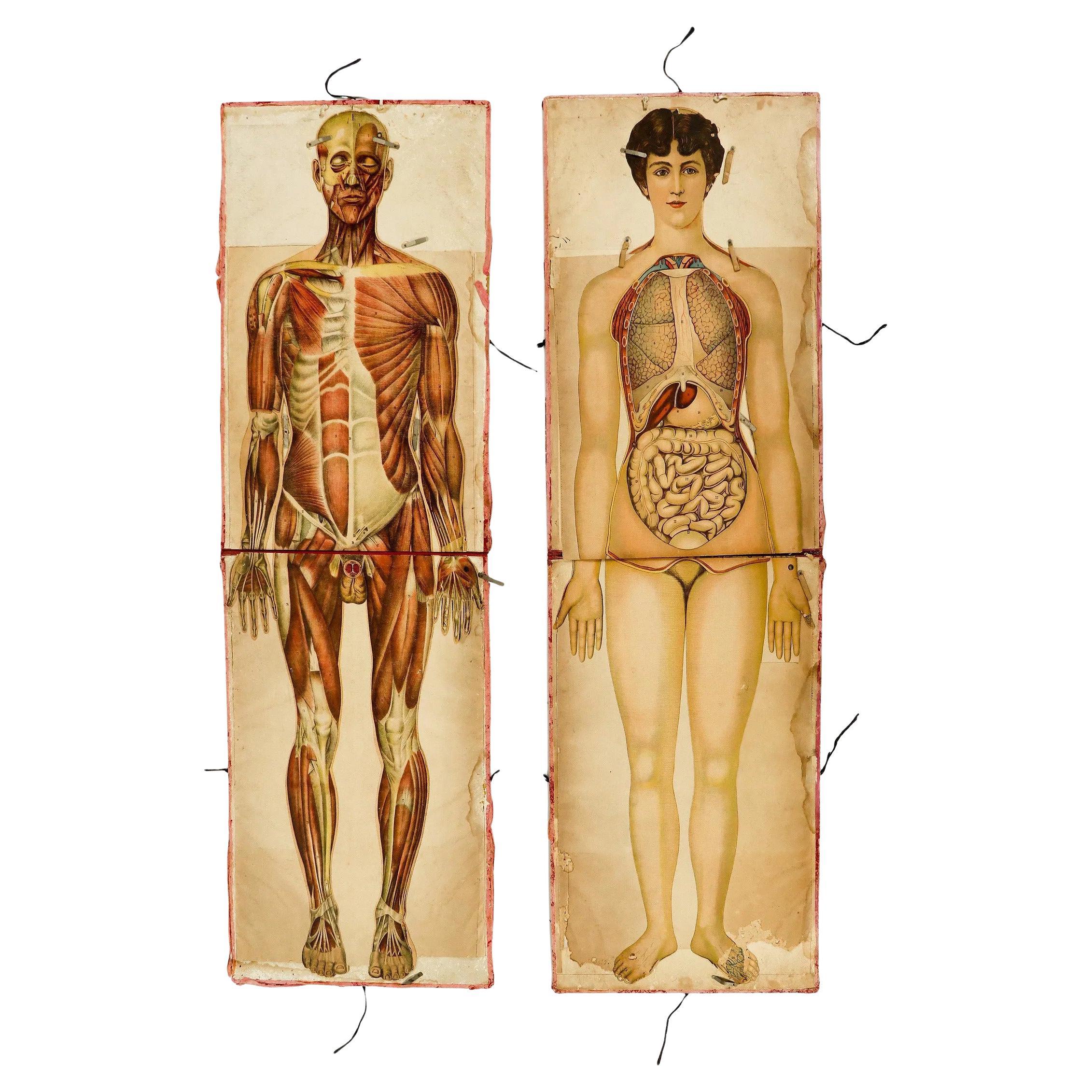 Coppia di rari manichini anatomici Pilz a grandezza naturale, Germania, 1890 ca. in vendita
