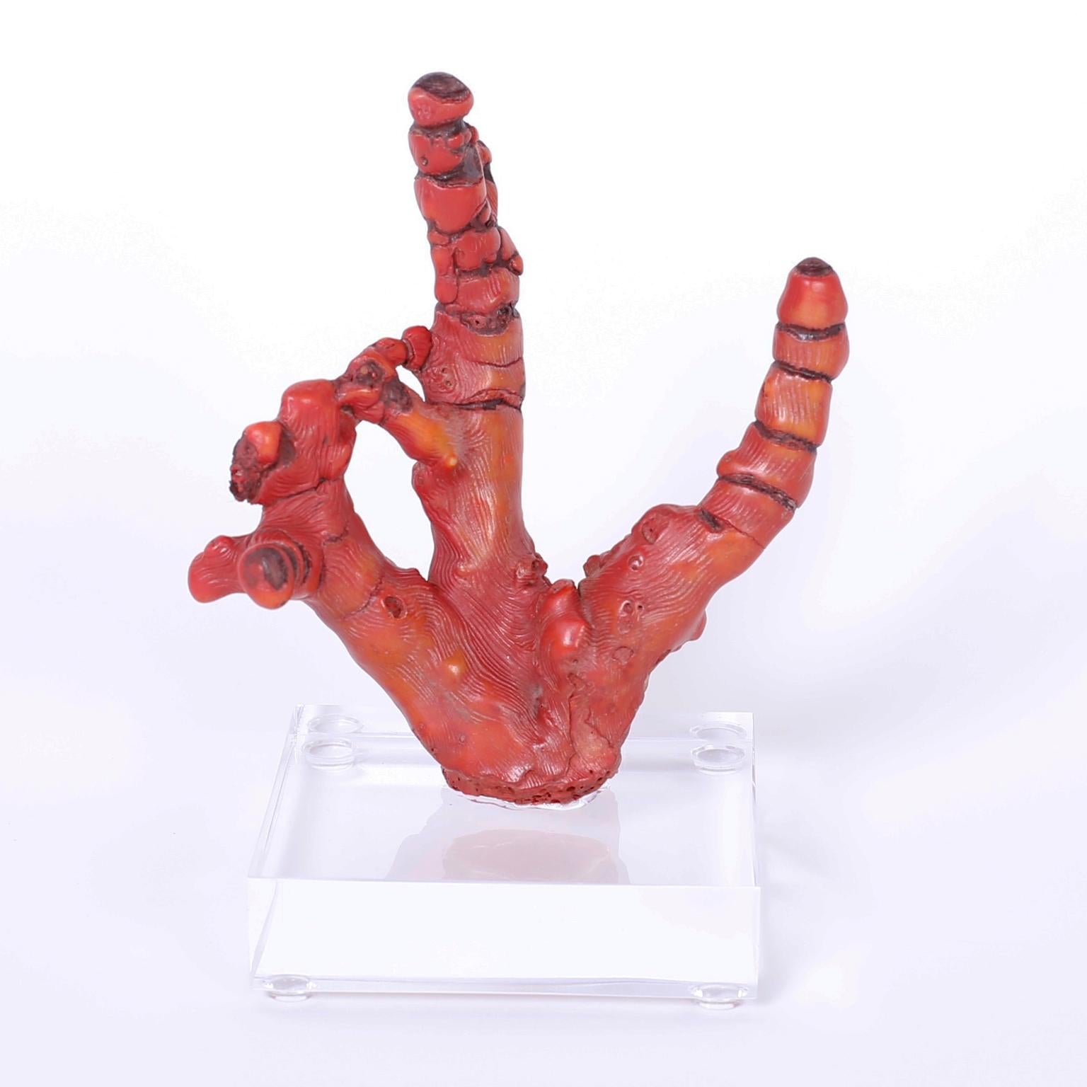 Pair of ancient Chinese bamboo red coral fossils with their iconic tropical color and organic sculptural form. Presented on custom Lucite stands.

Measures from left to right:

3856E: H: 7, W: 5 D: 4 
3856F: H: 7.5, W: 5 D: 4.