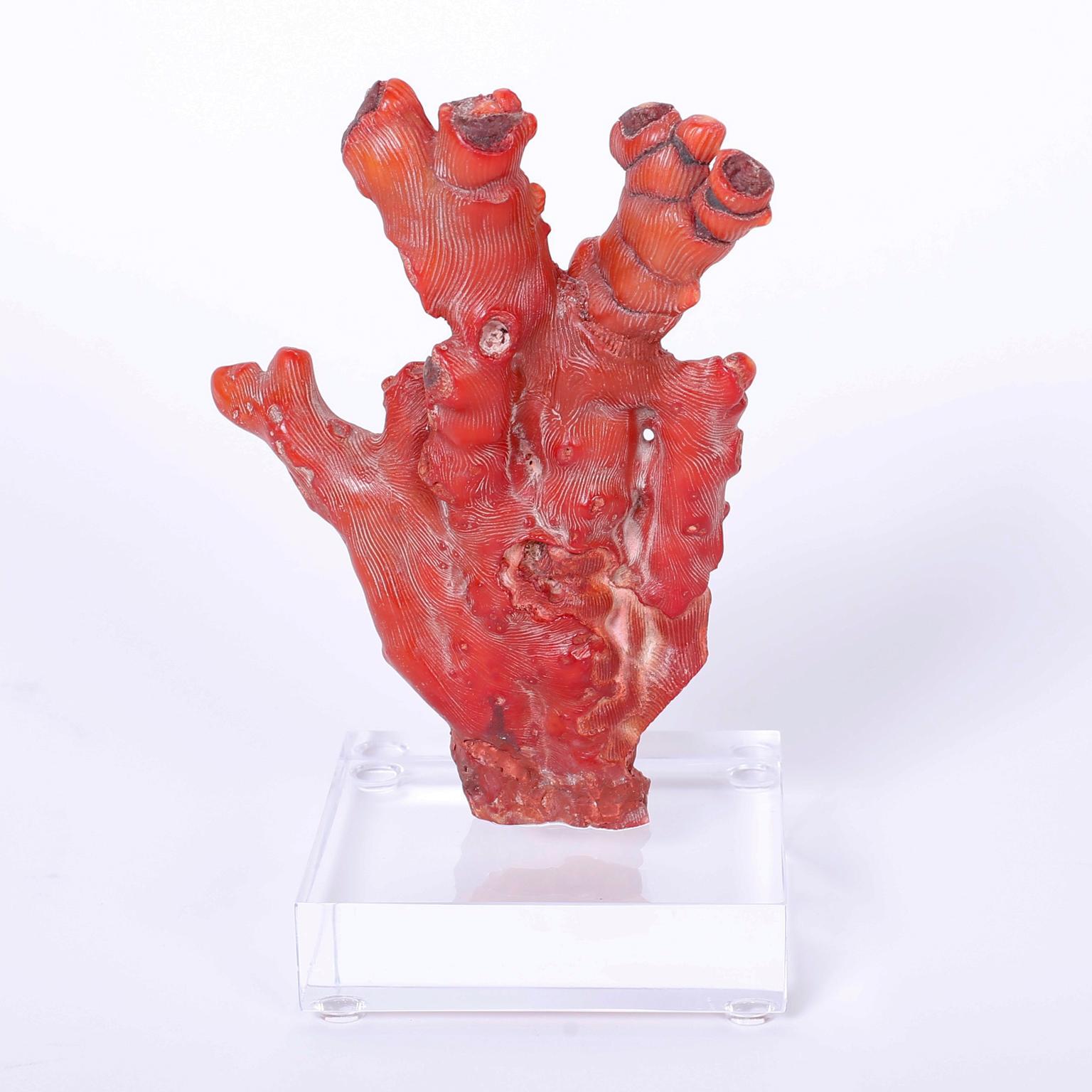 Solomon Islands Pair of Red Coral Sculptures, Priced Individually