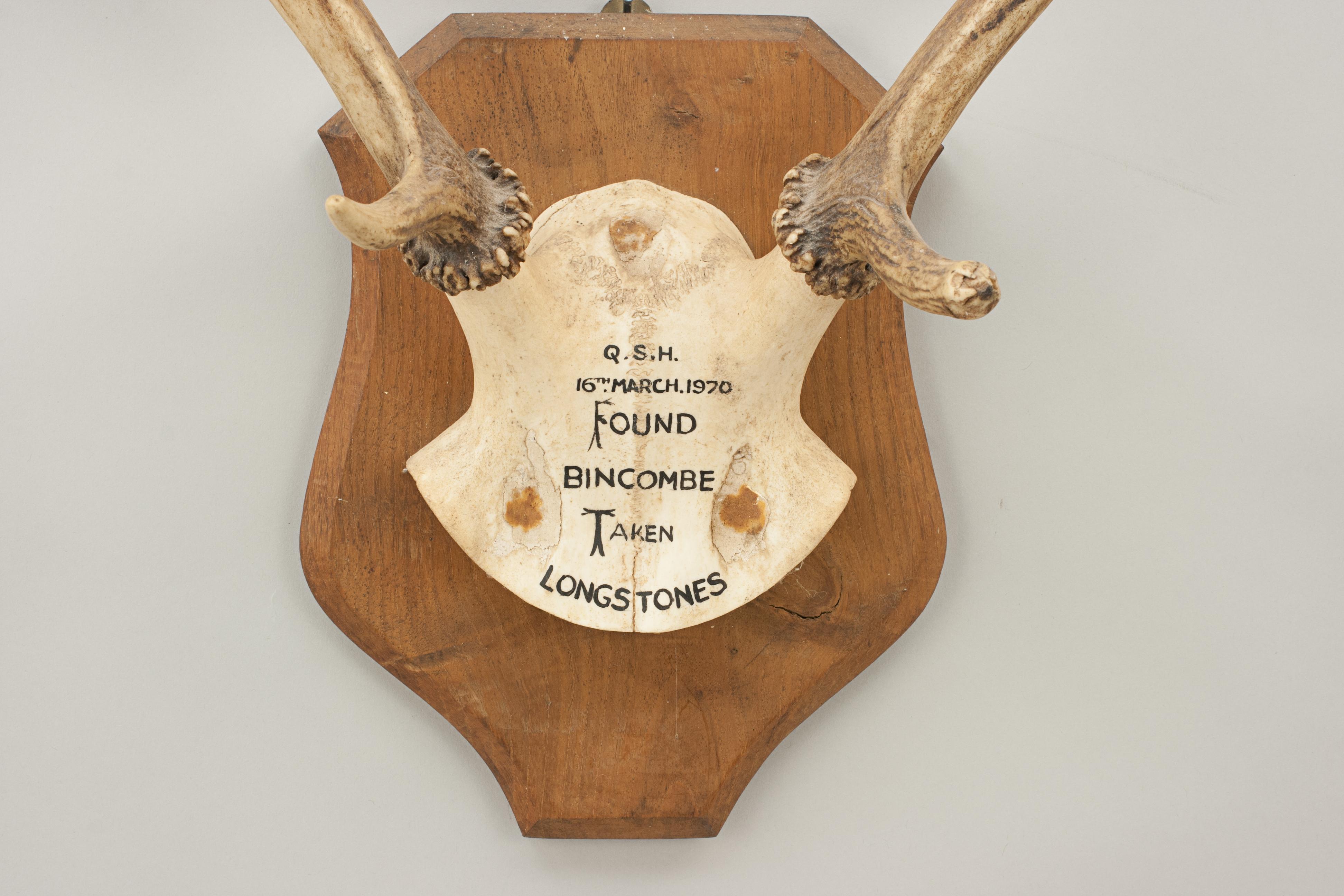 Red Deer Antlers, Bincombe - Longstones 1970.
A pair of 6 point red deer antlers with skull cap, mounted onto a wooden plaque. The shield is made from oak with profile edges. These stag antlers are an excellent wall display. Inscribed on the skull