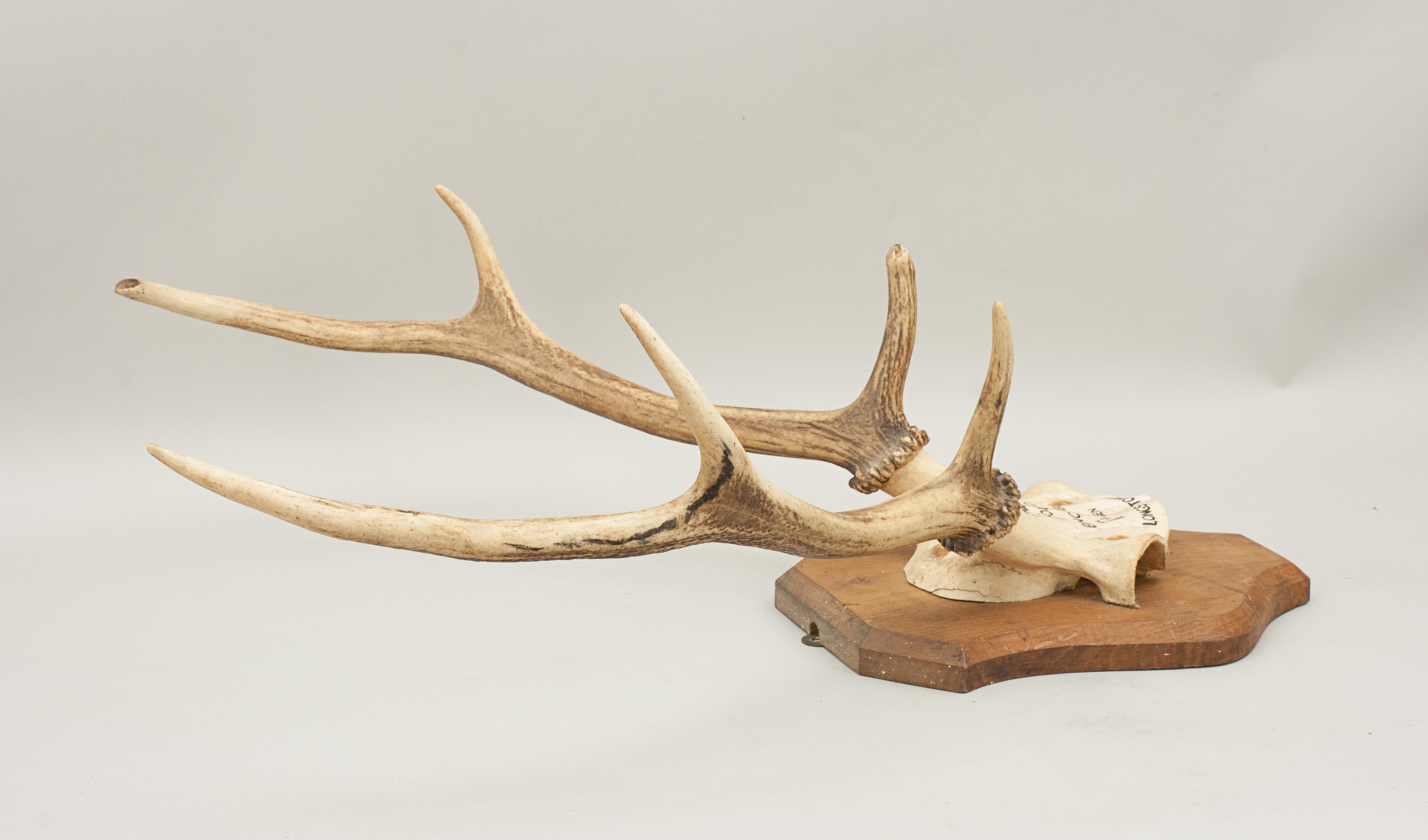Pair of Red Deer Antlers, Skull Mount, Scotland, Bincombe, Longstones, 1970 In Good Condition In Oxfordshire, GB