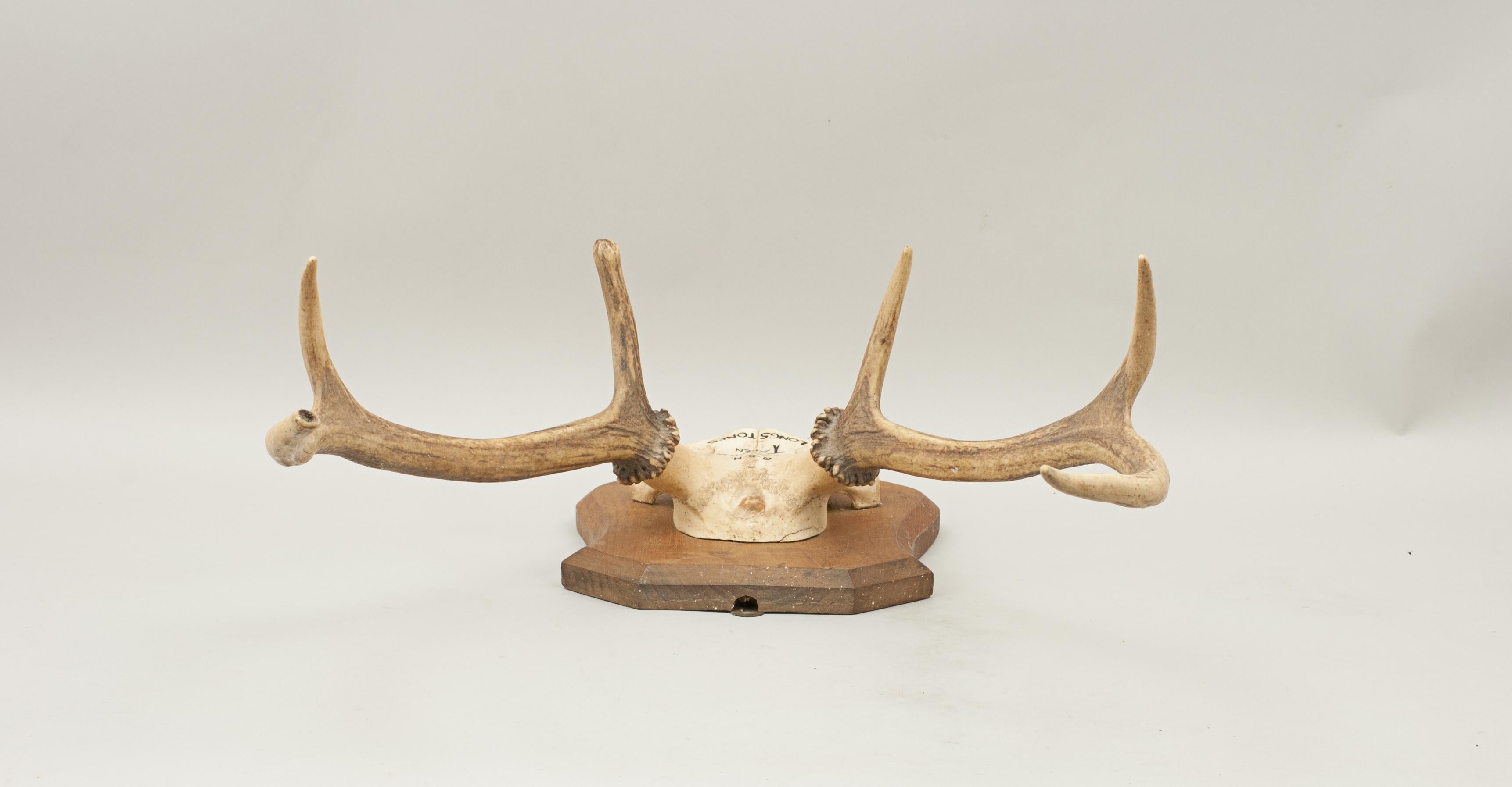 Pair of Red Deer Antlers, Skull Mount, Scotland, Bincombe, Longstones, 1970 2