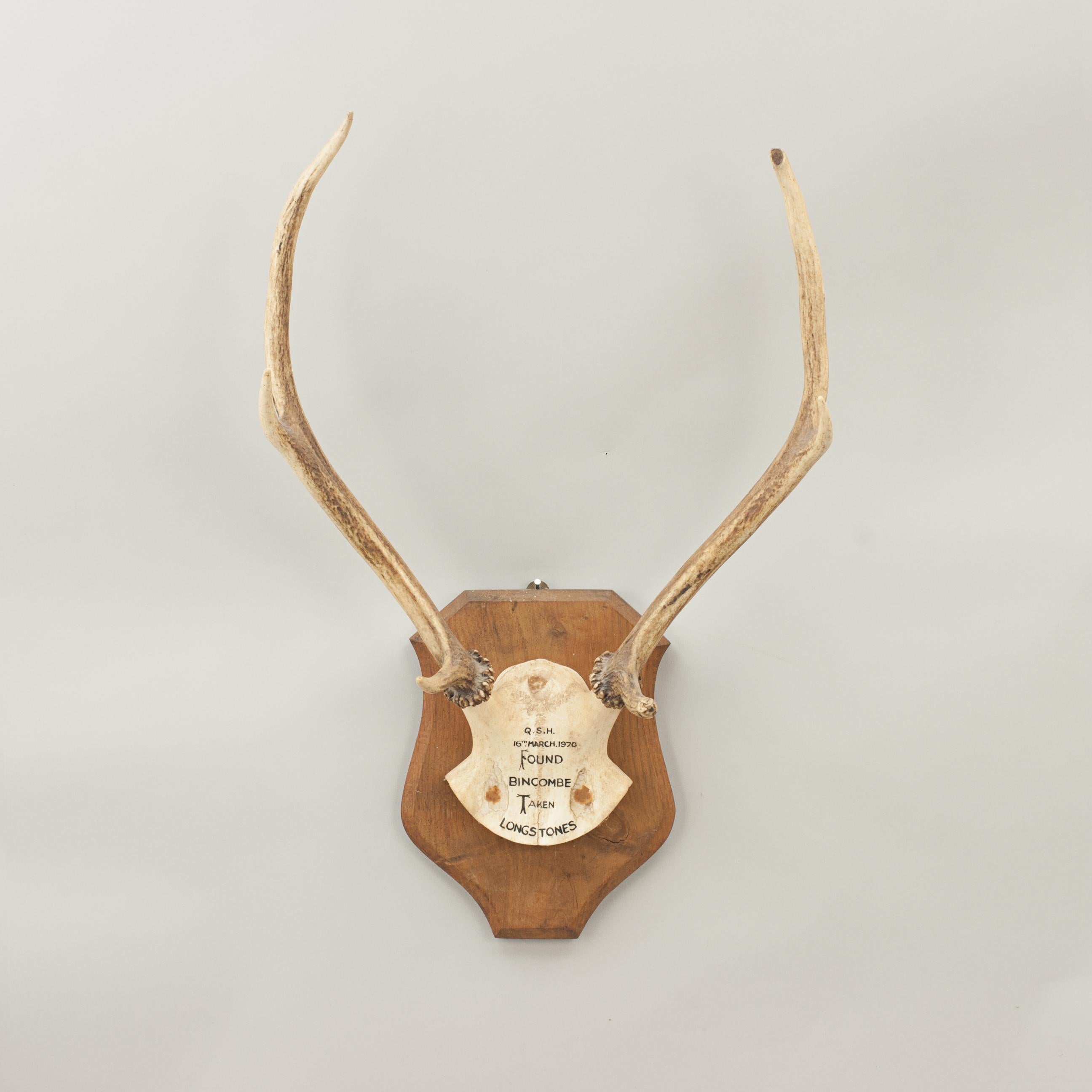 Pair of Red Deer Antlers, Skull Mount, Scotland, Bincombe, Longstones, 1970 3