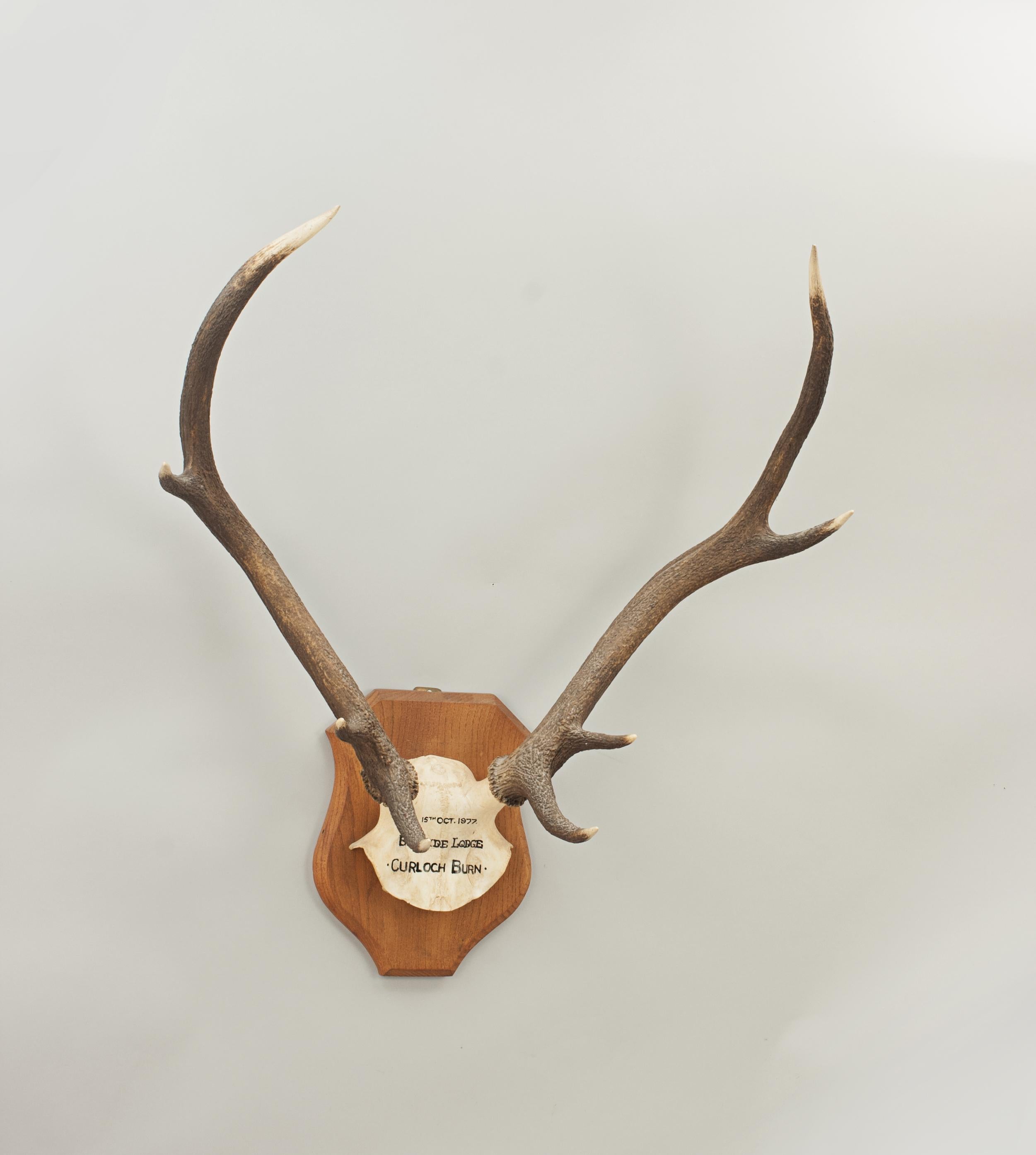 Red Deer Antlers, Cluny Castle, 1989.
A pair of 12 point red deer antlers with skull cap, mounted onto a wooden plaque. The shield is made from oak with profile edges. These stag antlers are an excellent wall display. Inscribed on the skull cap