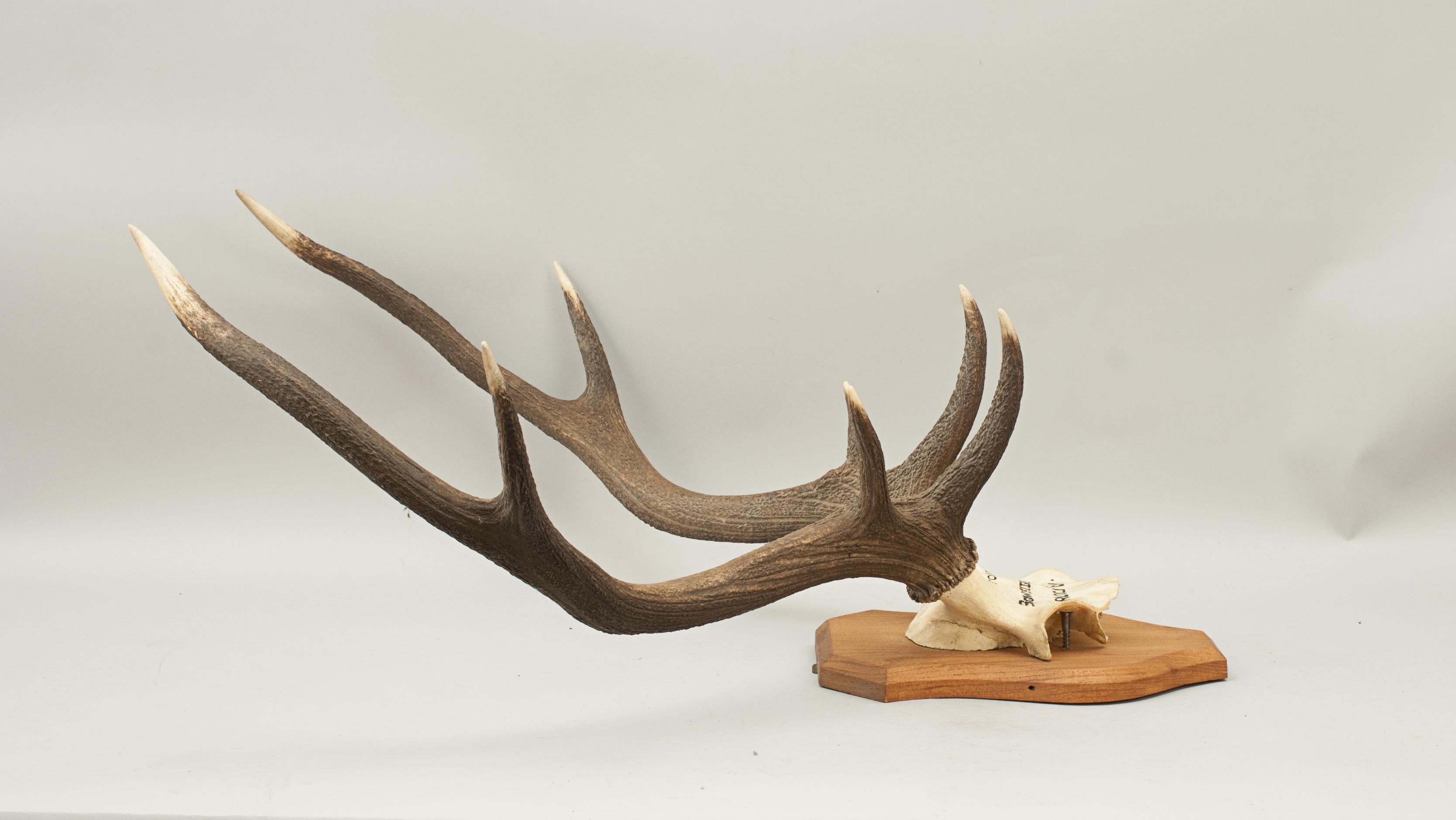 deer skull cap mount