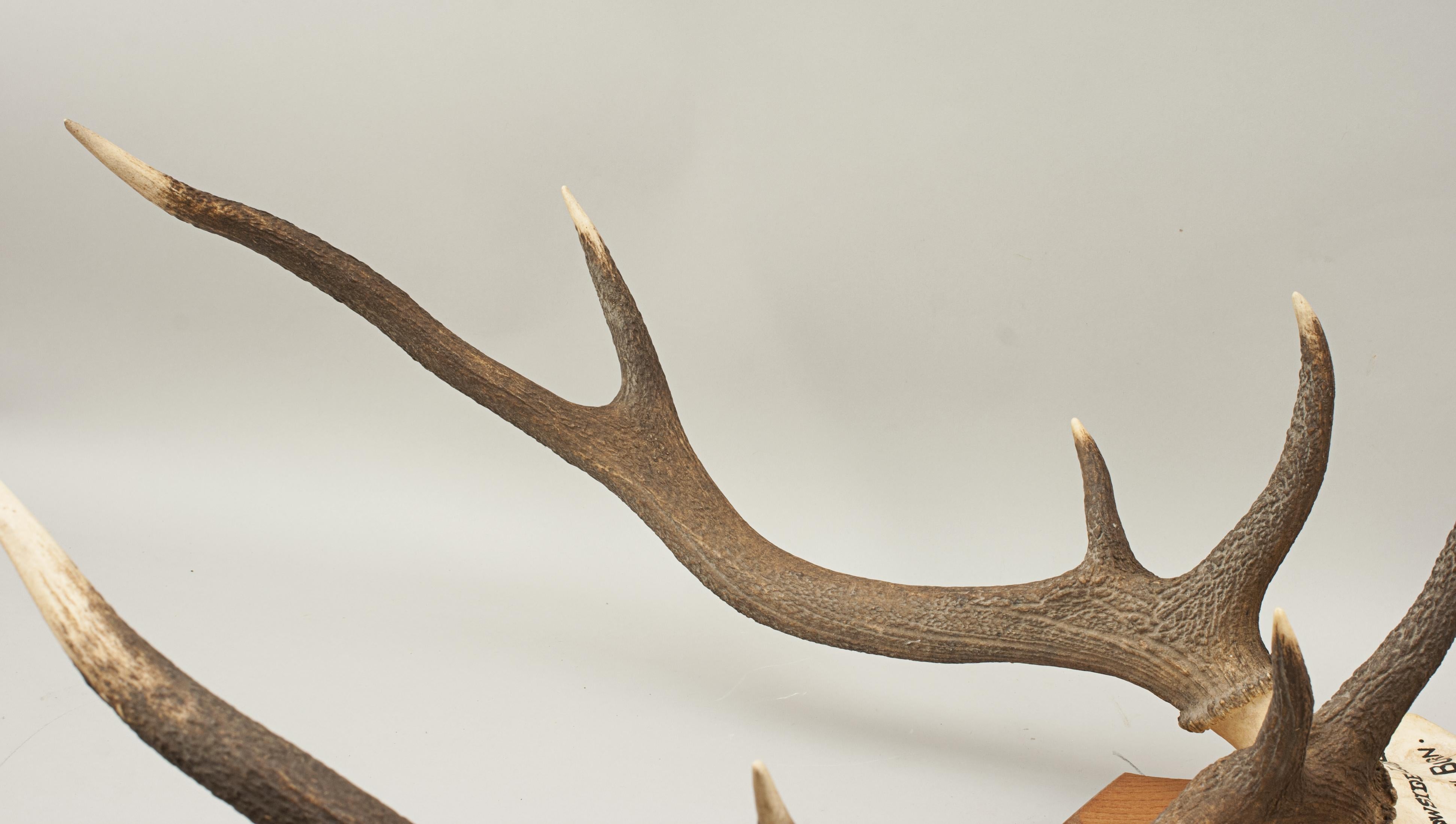 deer skull mount