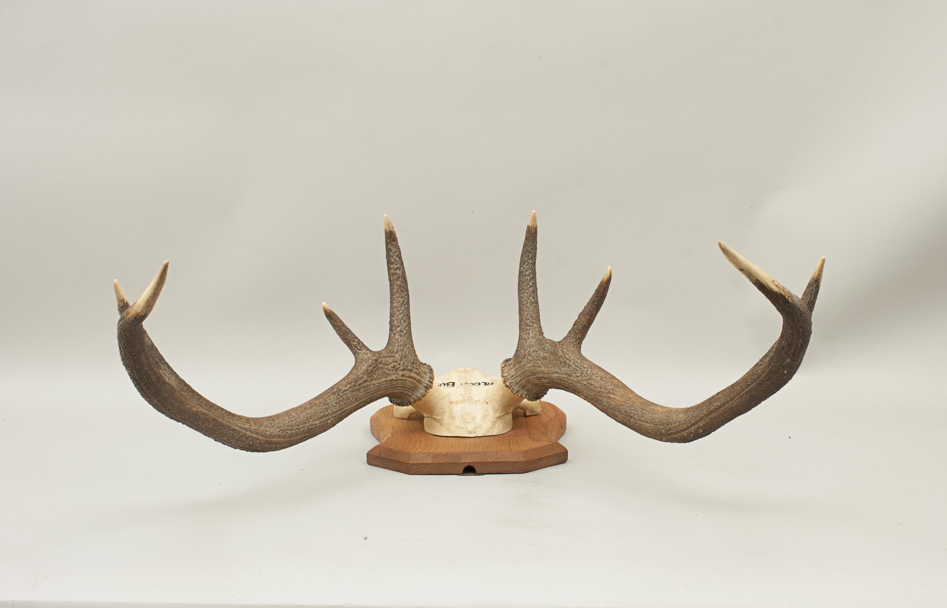 Scottish Pair of Red Deer Antlers, Skull Mount, Scotland, Cluny Castle 1989