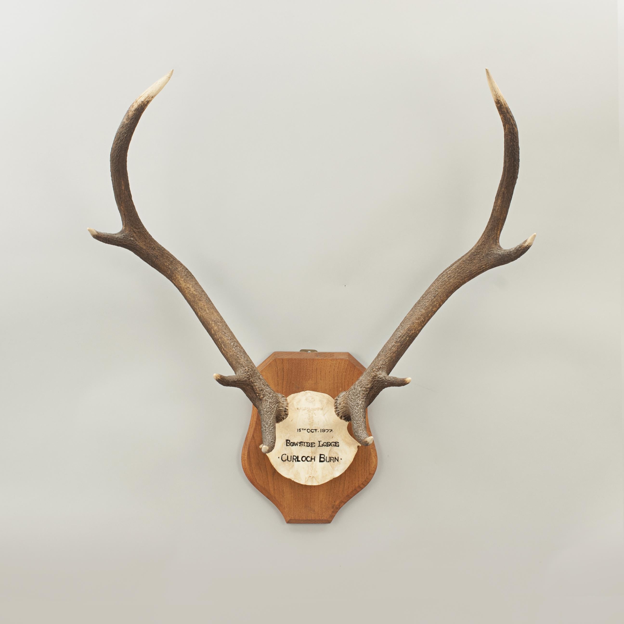Late 20th Century Pair of Red Deer Antlers, Skull Mount, Scotland, Cluny Castle 1989