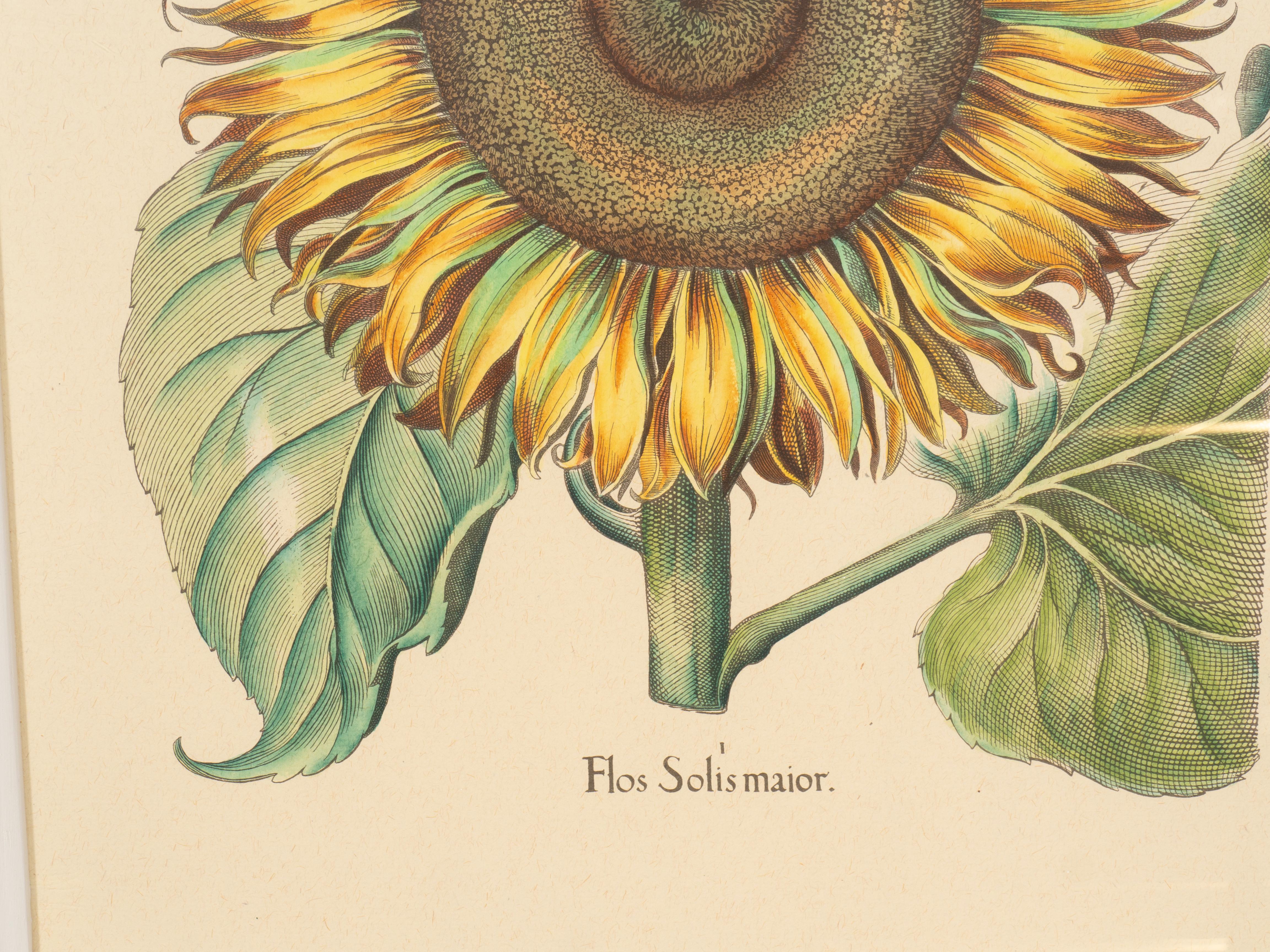 Coppia di riproduzioni di girasoli di Basilius Besler in vendita 5