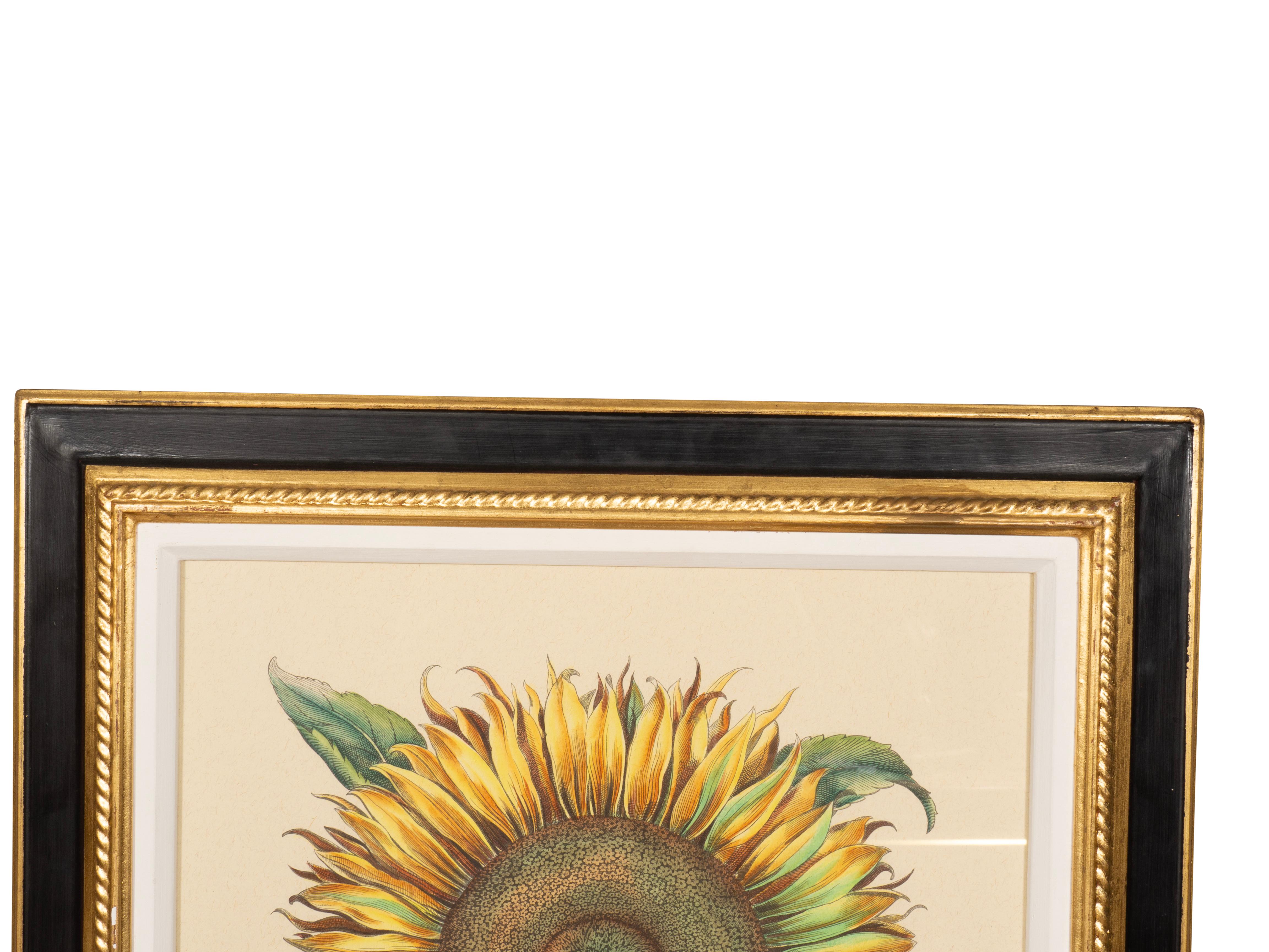Coppia di riproduzioni di girasoli di Basilius Besler in vendita 8