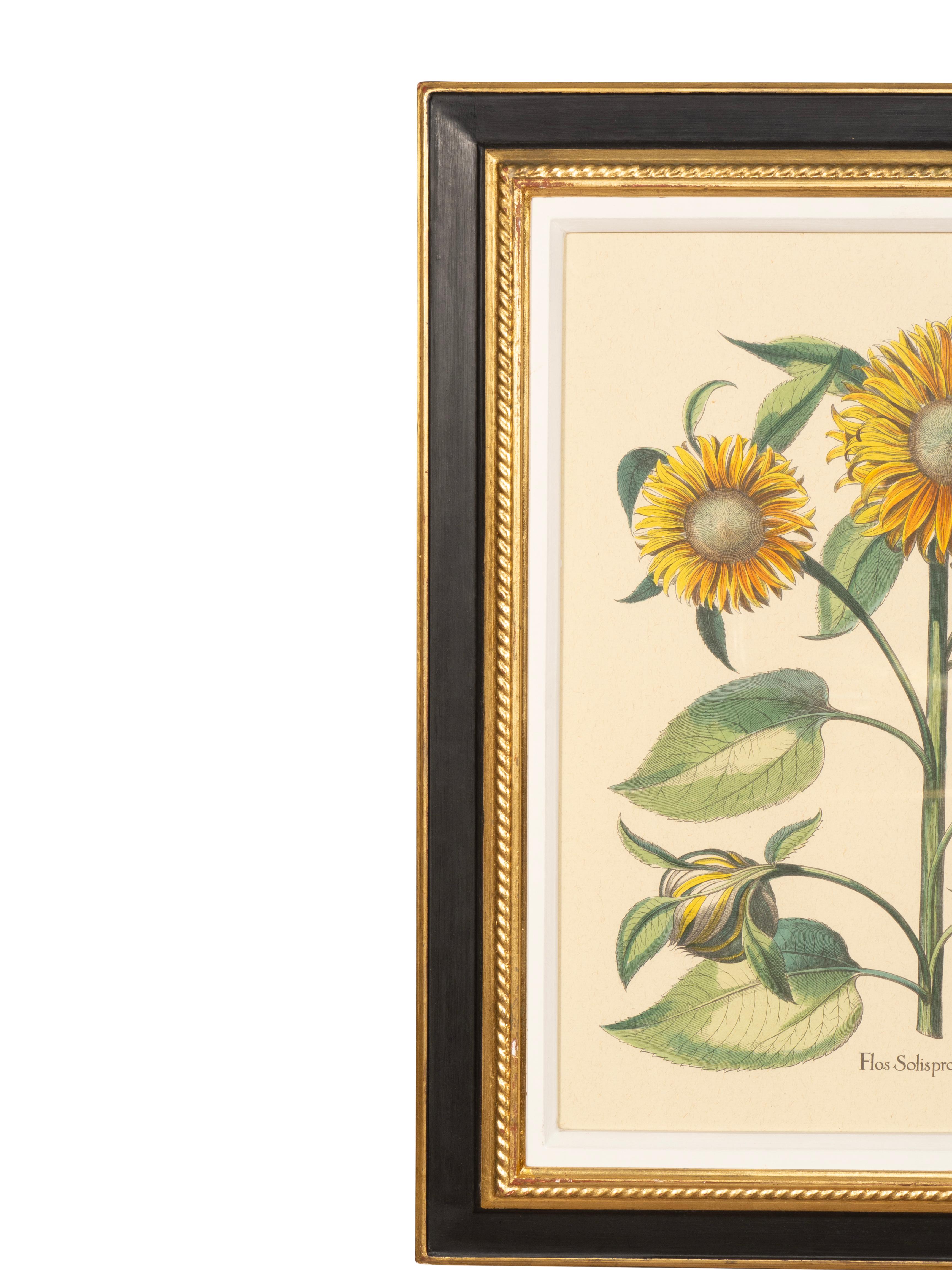 Coppia di riproduzioni di girasoli di Basilius Besler in vendita 9