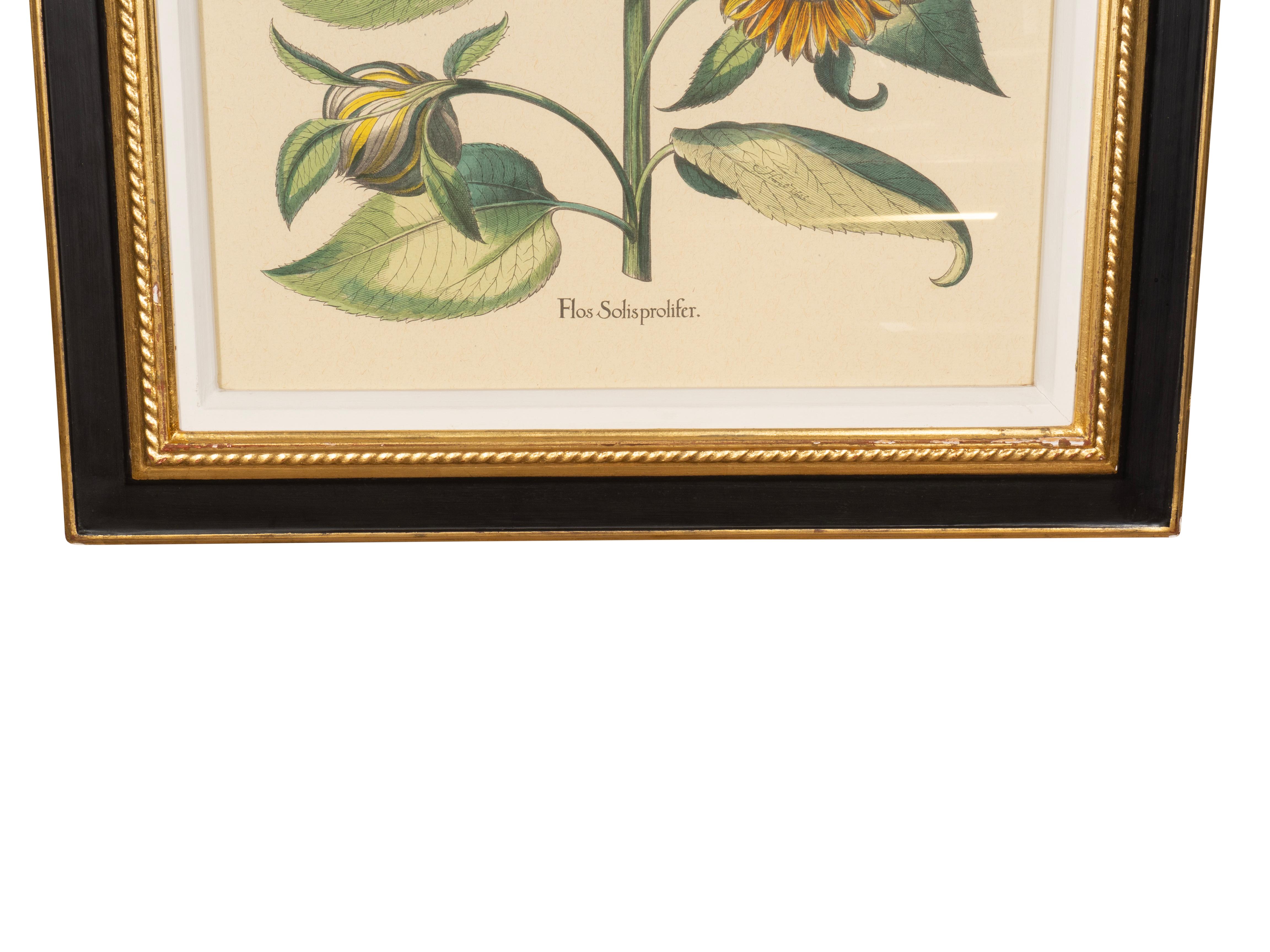Coppia di riproduzioni di girasoli di Basilius Besler in vendita 11
