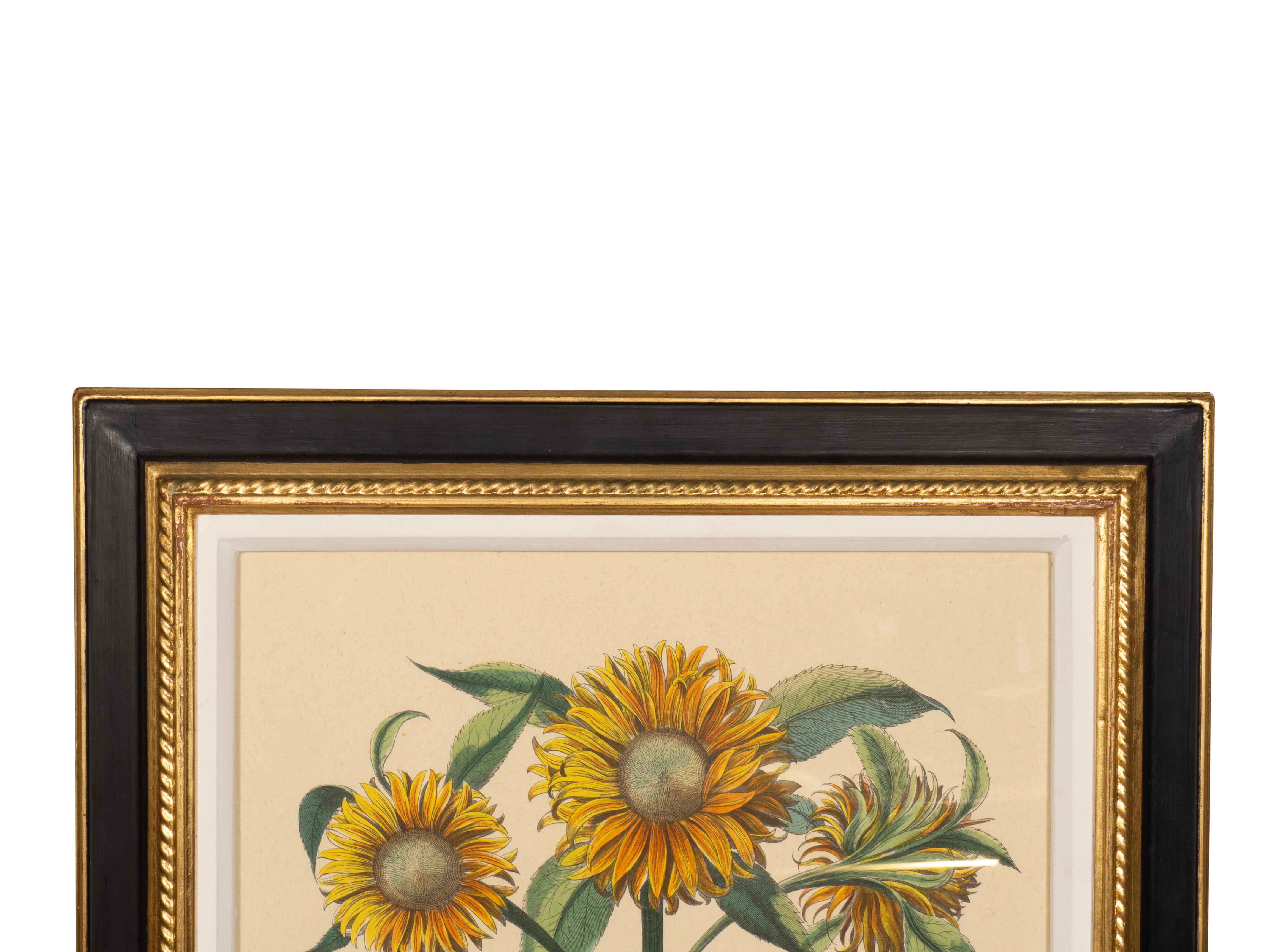 Coppia di riproduzioni di girasoli di Basilius Besler in vendita 12