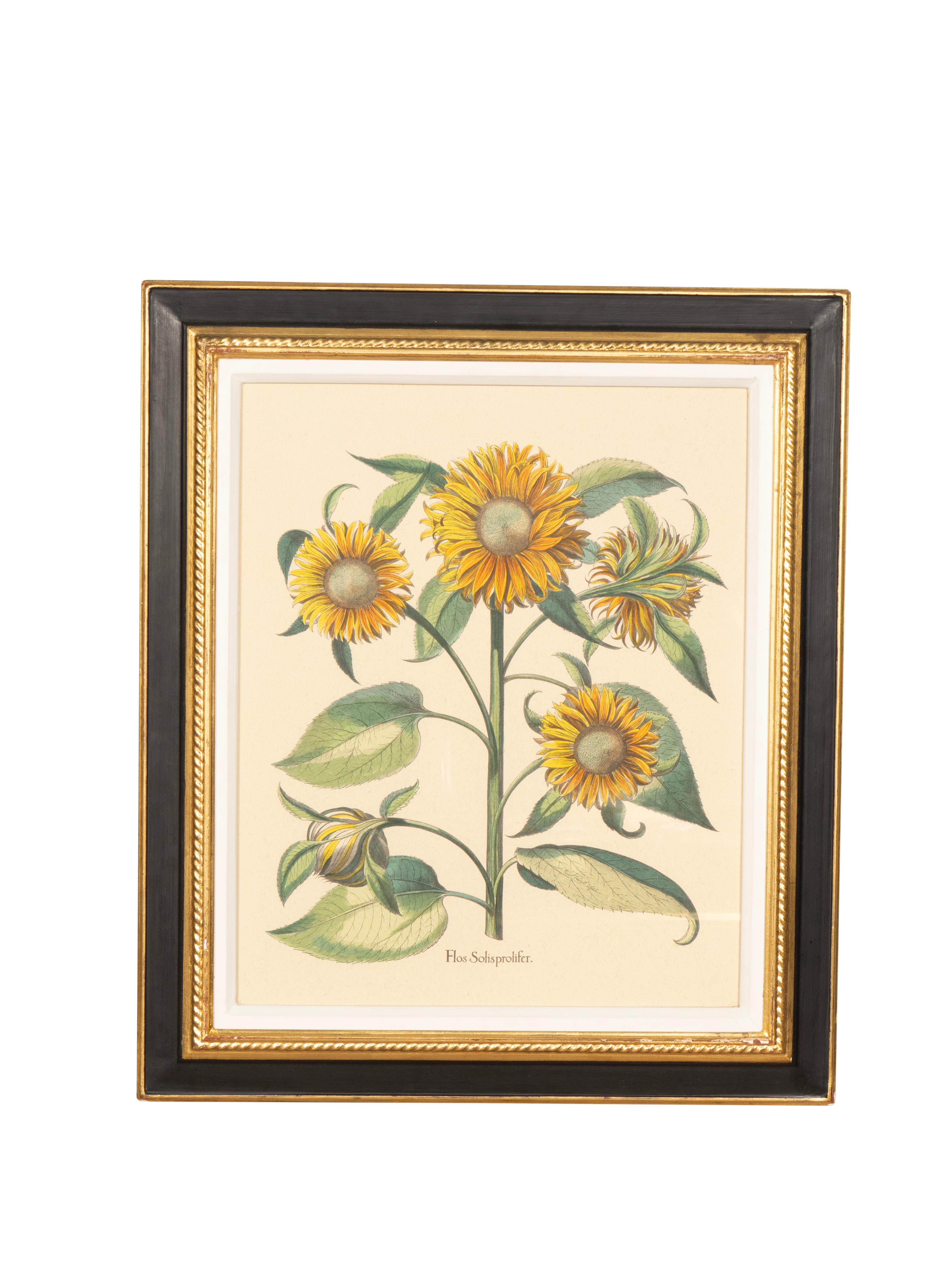 Riproduzioni di Basilius Besler, botanico e artista del XVII secolo. Ognuno di essi è caratterizzato da girasoli. Ex Trowbridge Gallery, Atlanta. In cornici di ottima qualità.
