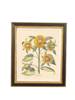 Pair Of Reproduction Basilius Besler Prints Of Sunflowers