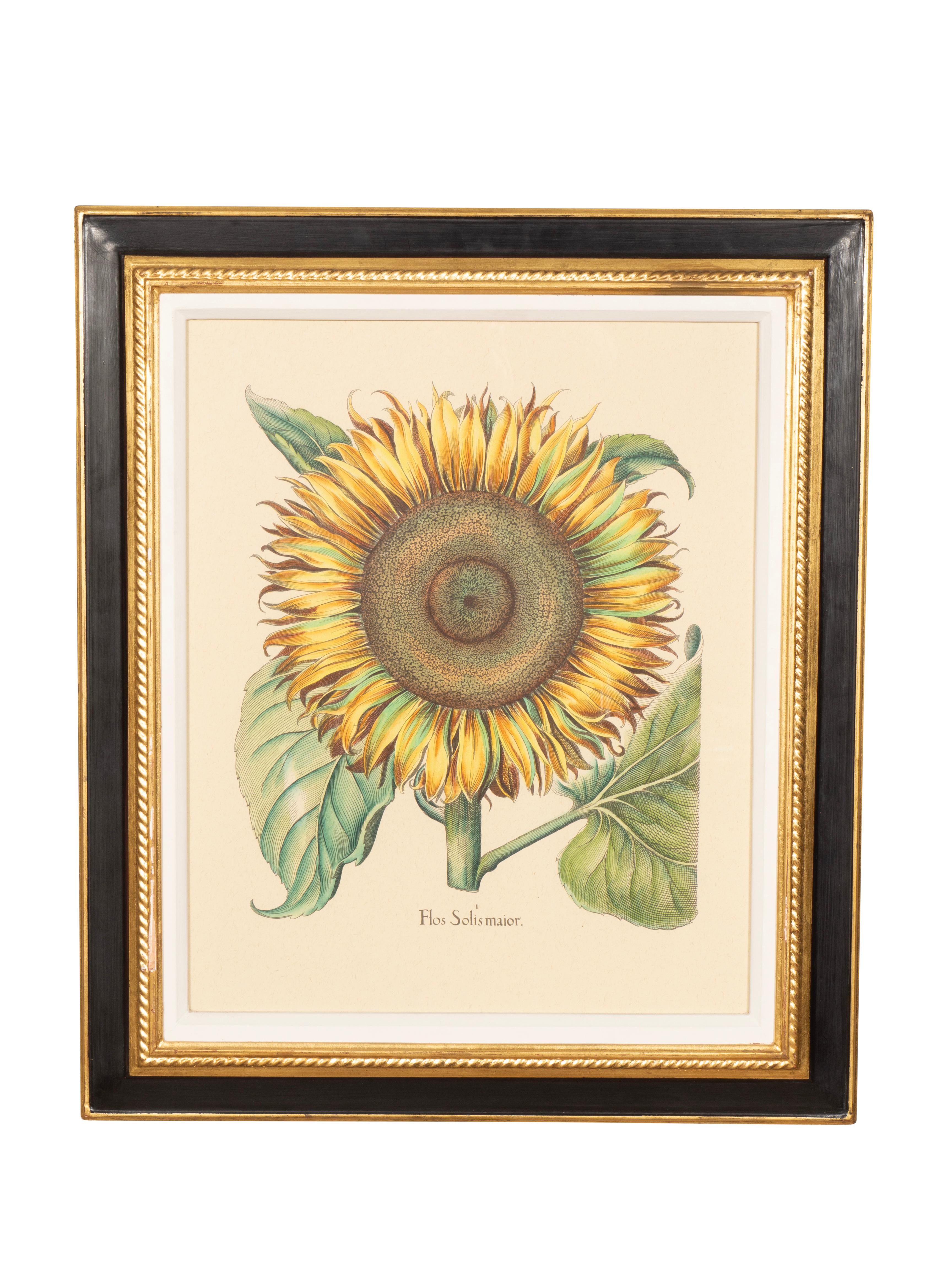 Ebanizzato Coppia di riproduzioni di girasoli di Basilius Besler in vendita
