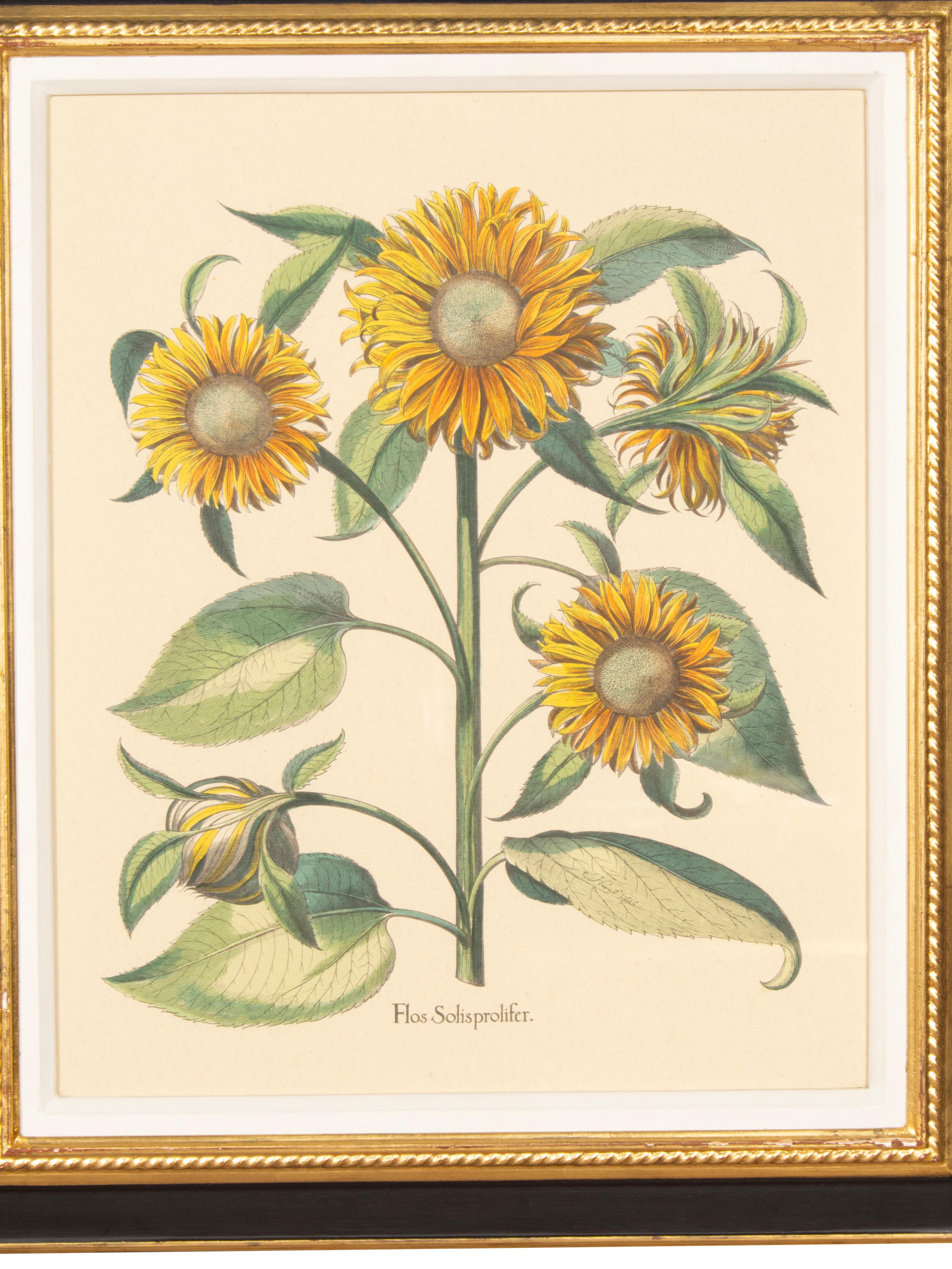 Coppia di riproduzioni di girasoli di Basilius Besler In condizioni buone in vendita a Essex, MA
