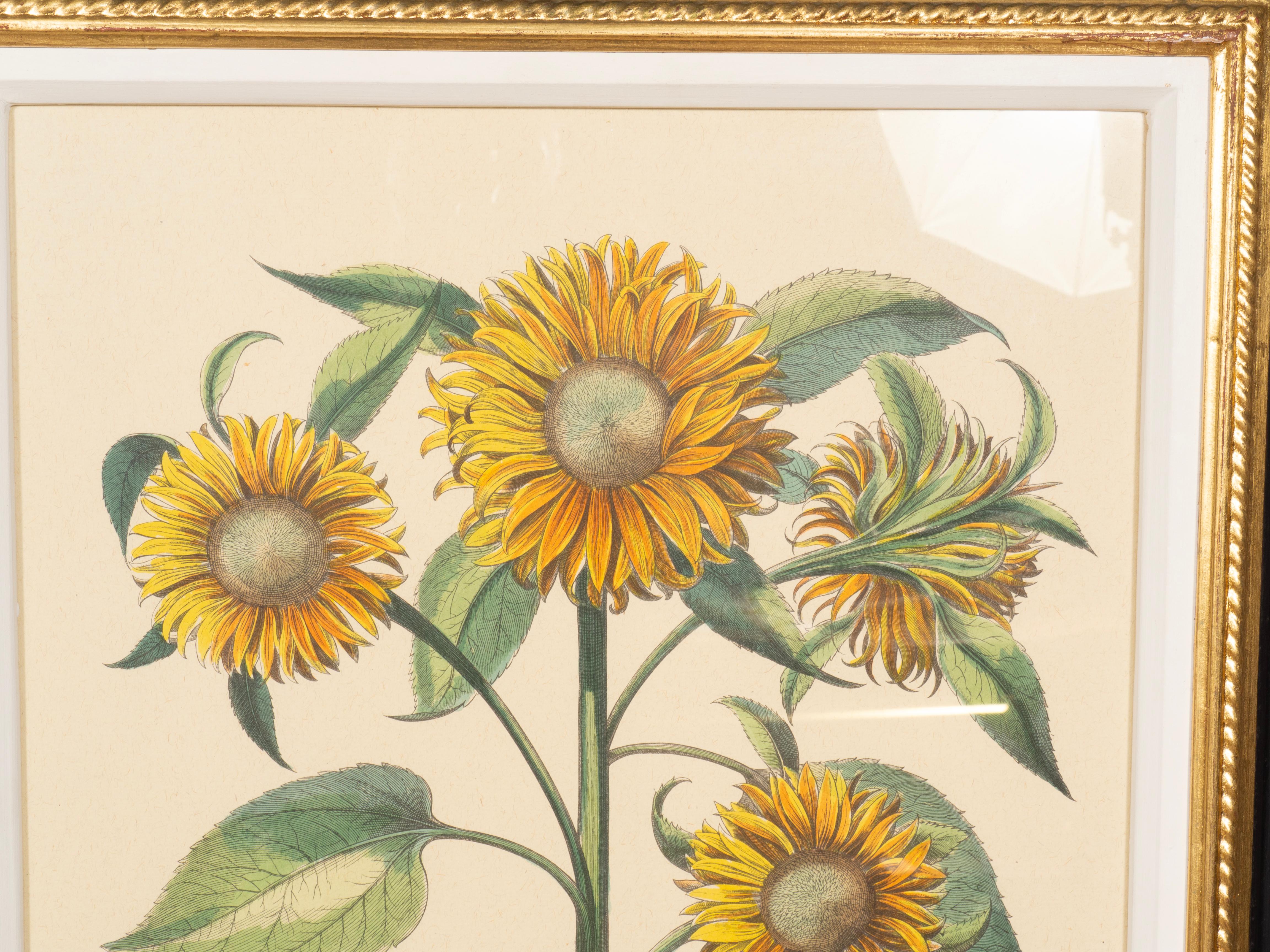 XX secolo Coppia di riproduzioni di girasoli di Basilius Besler in vendita