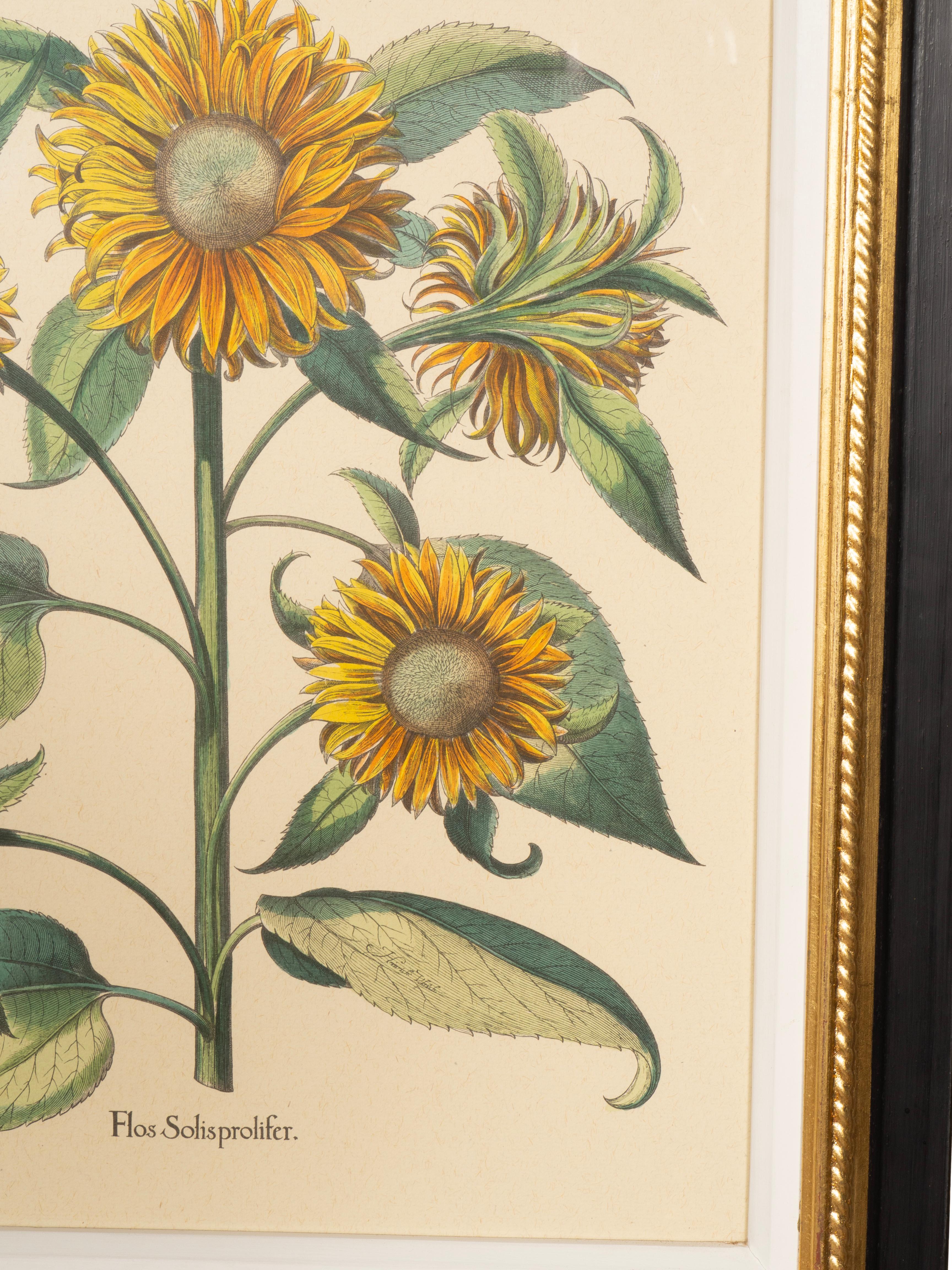 Legno dorato Coppia di riproduzioni di girasoli di Basilius Besler in vendita