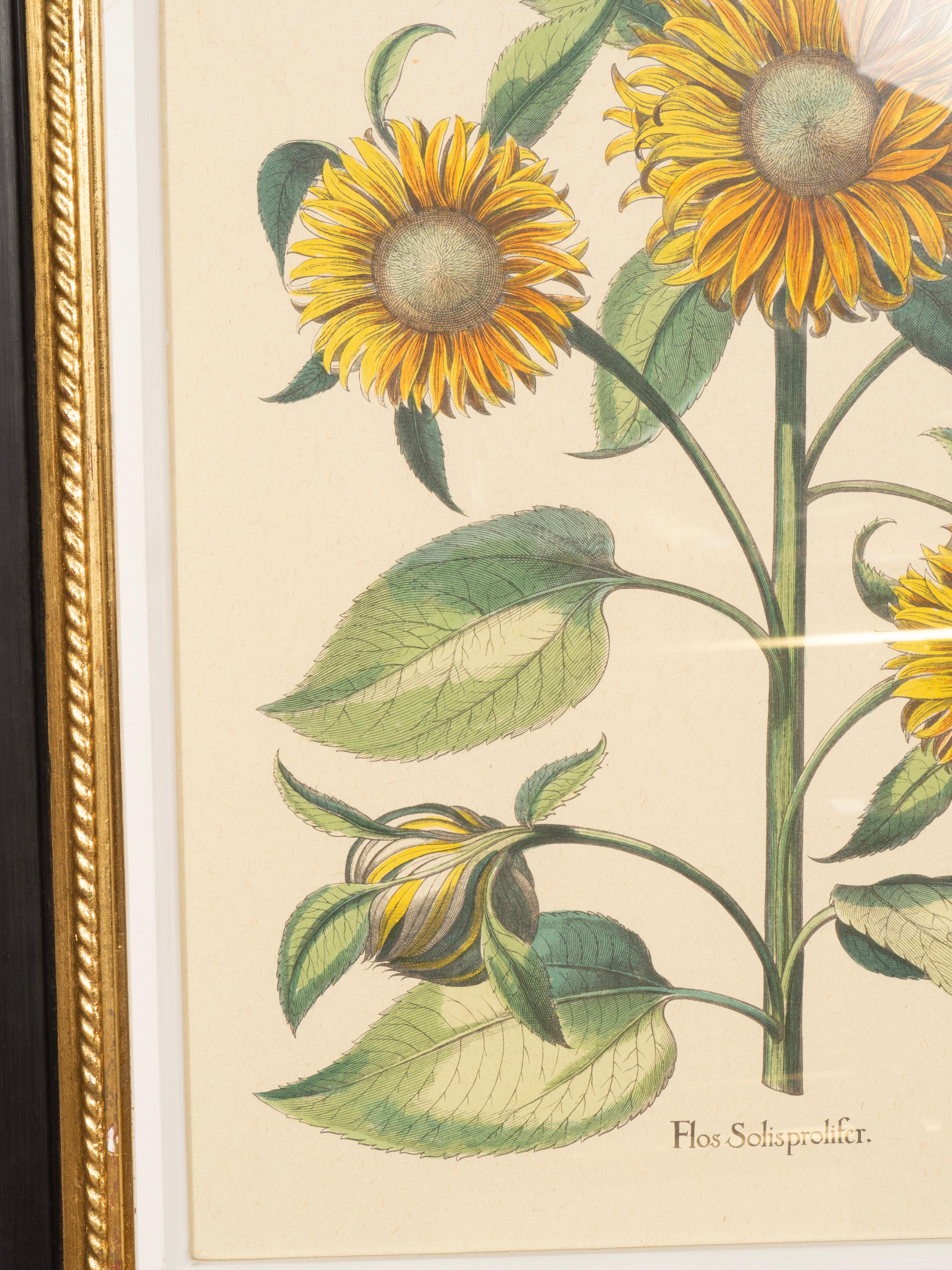 Coppia di riproduzioni di girasoli di Basilius Besler in vendita 1