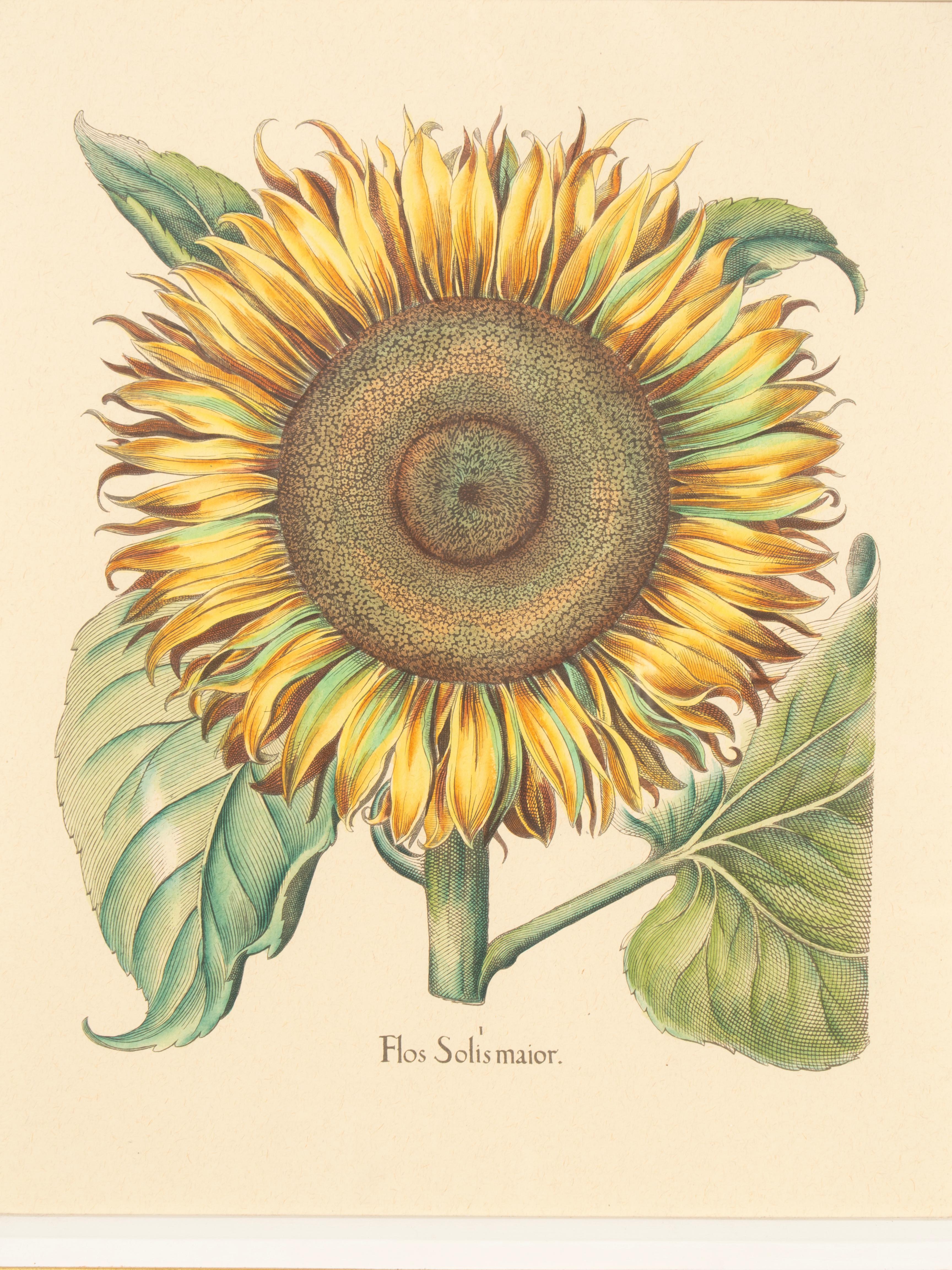 Coppia di riproduzioni di girasoli di Basilius Besler in vendita 3