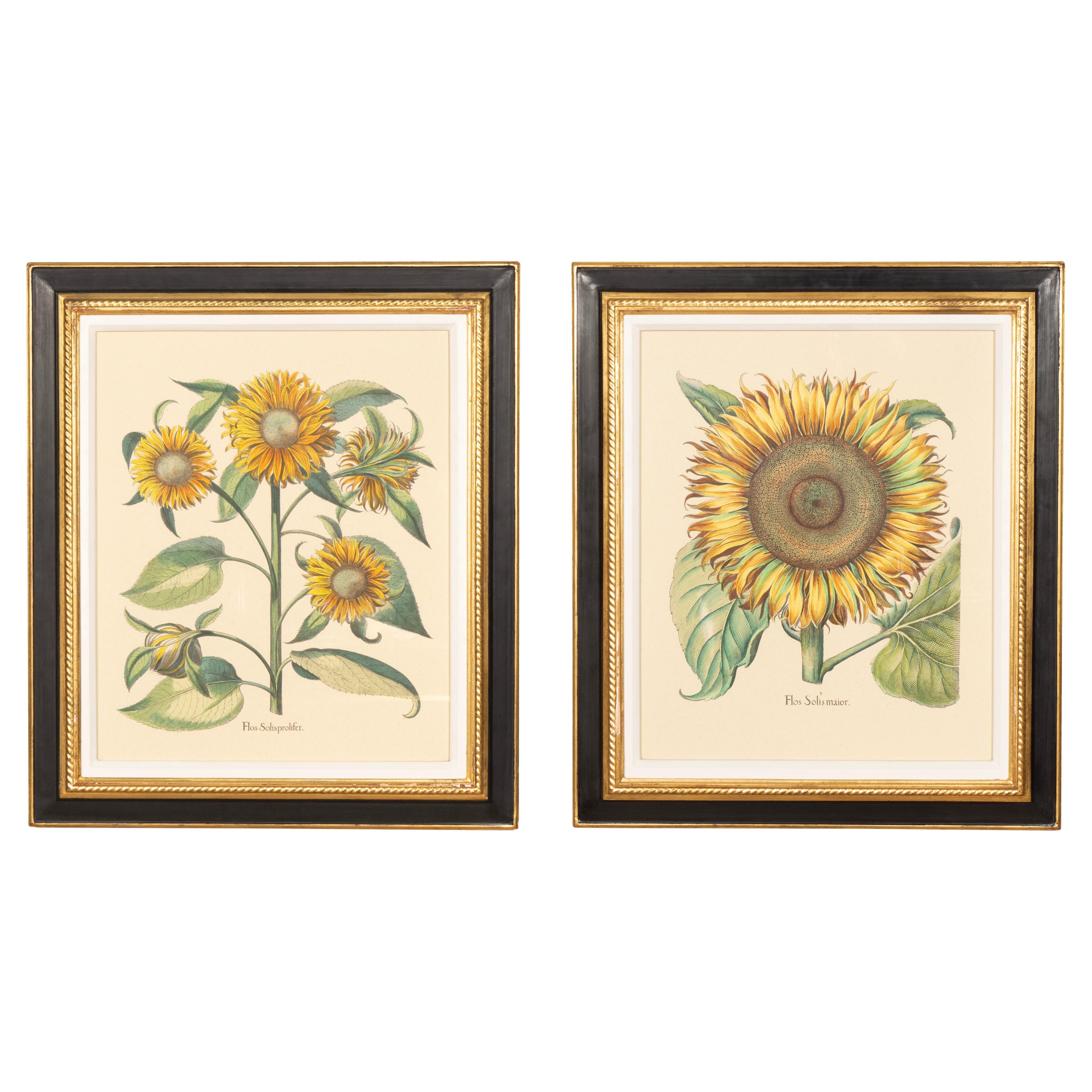 Pareja De Reproducciones De Girasoles De Basilius Besler