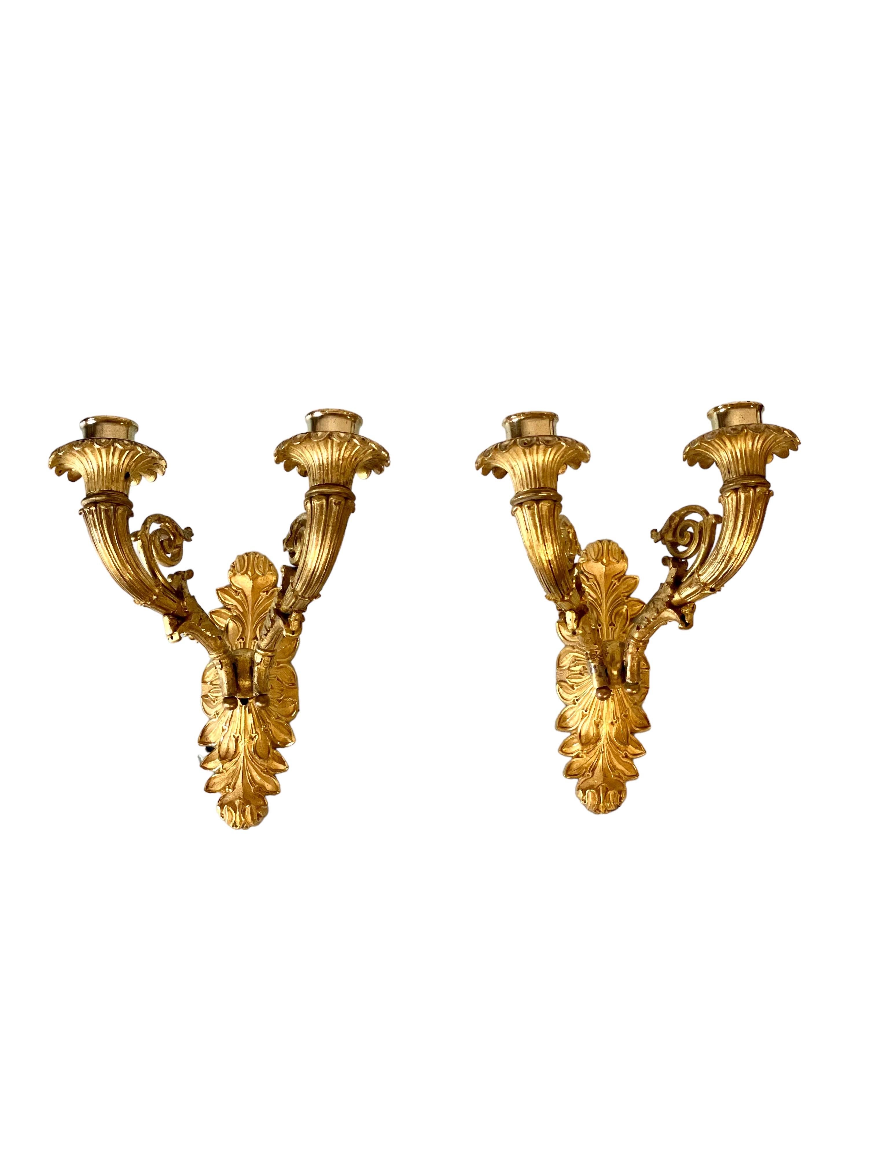 A splendid pair of French Restauration period (19th century) gilt-bronze two-light wall sconces, finely chased and cast in a stunning design of leafy scrollwork. Drip trays in the form of stylised trumpet flowers spring skywards from a backplate of