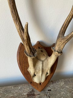Pair of Roe Deer Mounted Antlers, or Horns