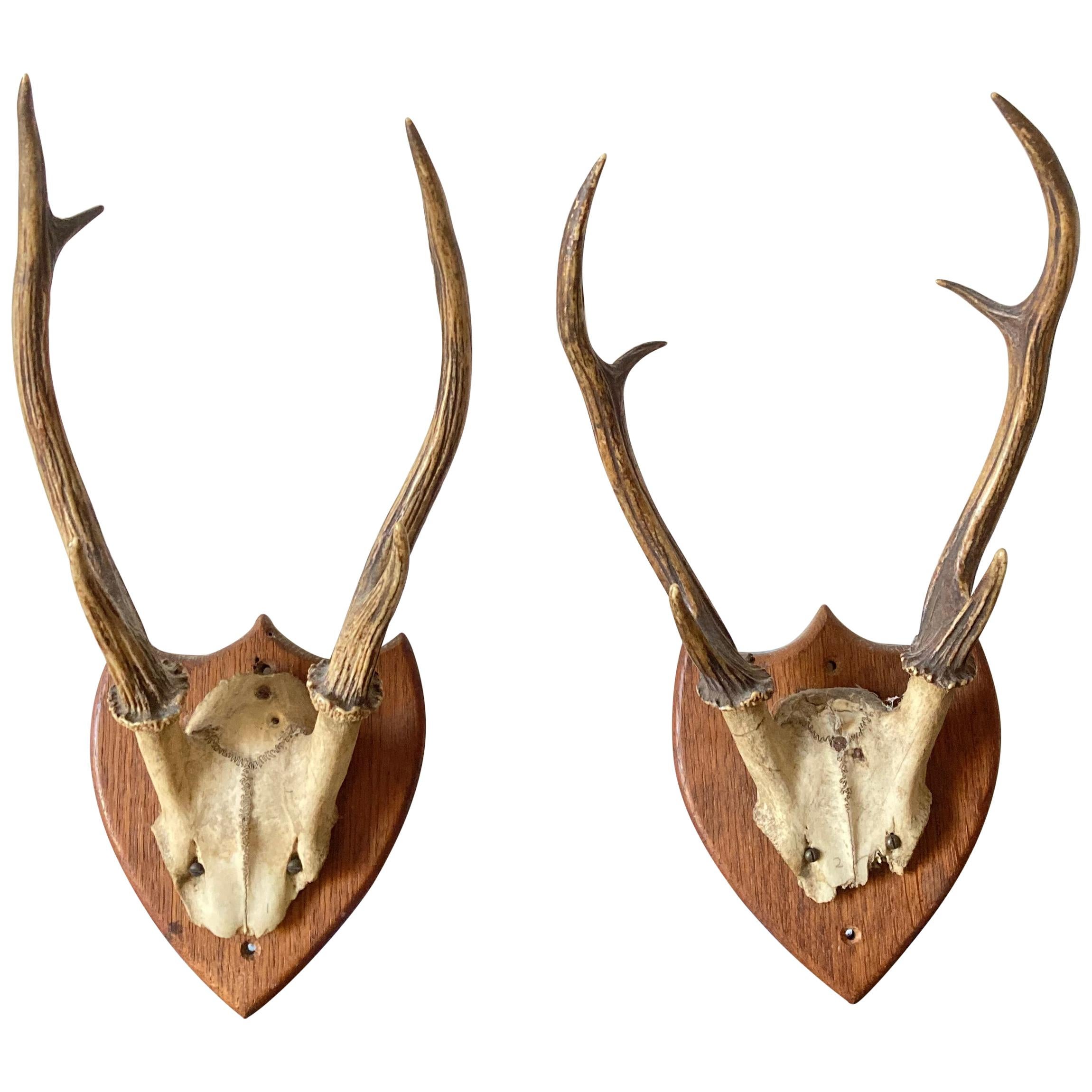 Pair of Roe Deer Mounted Antlers, or Horns