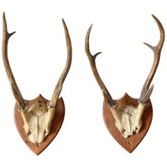 Antique Pair of Roe Deer Mounted Antlers, or Horns