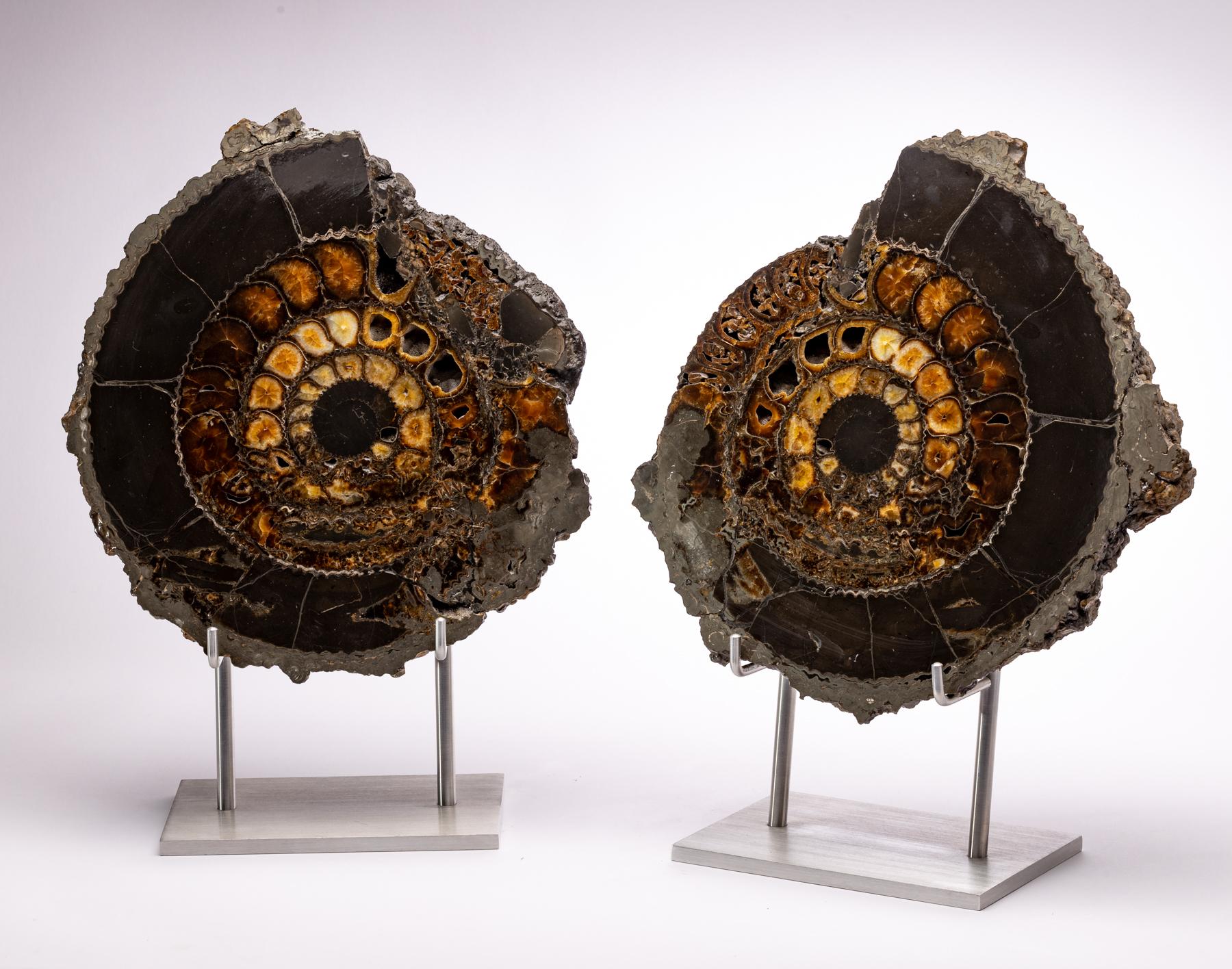 Organic Modern Pair of Russian Pyritized Spitoiceras Ammonite on Aluminium Custom Stand