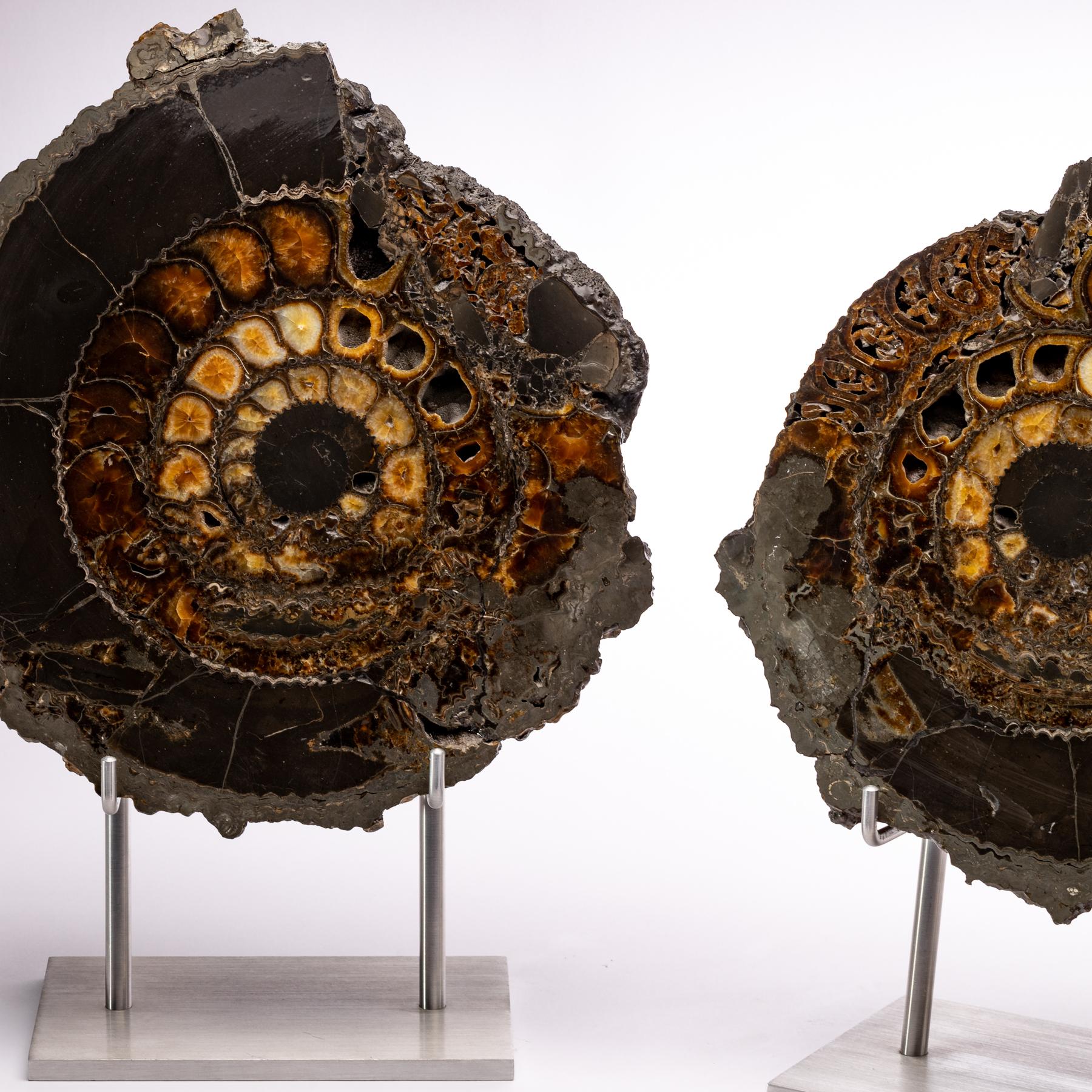 Mexican Pair of Russian Pyritized Spitoiceras Ammonite on Aluminium Custom Stand