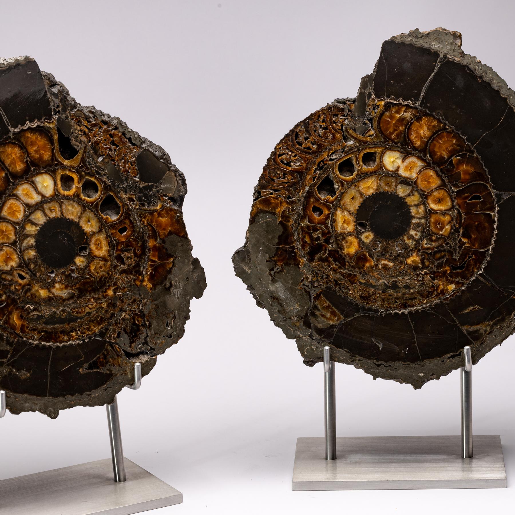 Polished Pair of Russian Pyritized Spitoiceras Ammonite on Aluminium Custom Stand