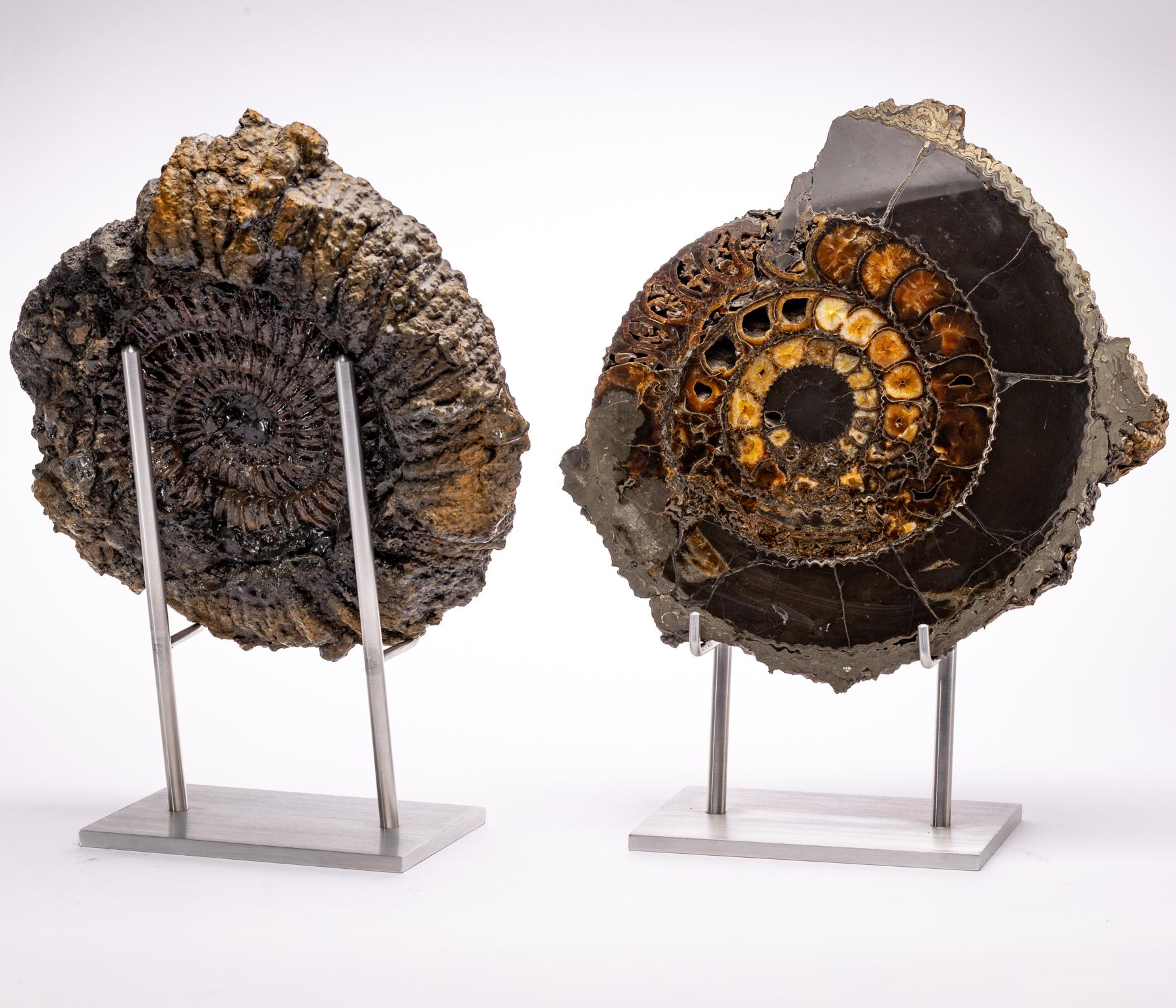 Pair of Russian Pyritized Spitoiceras Ammonite on Aluminium Custom Stand 1