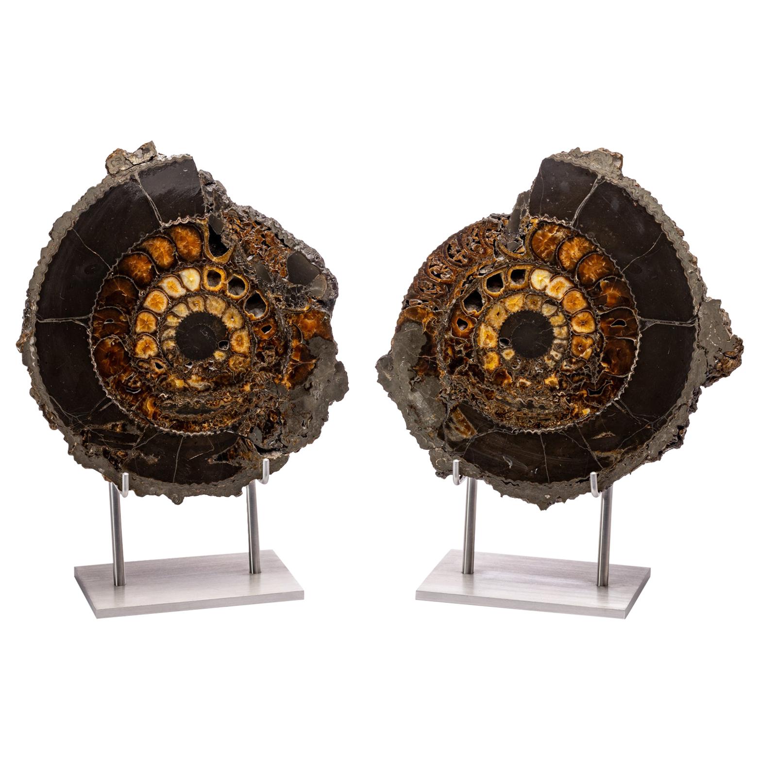 Pair of Russian Pyritized Spitoiceras Ammonite on Aluminium Custom Stand