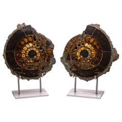 Pair of Russian Pyritized Spitoiceras Ammonite on Aluminium Custom Stand