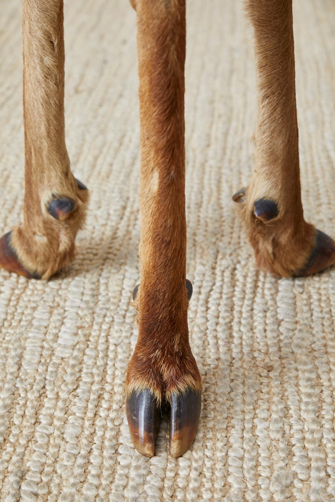 20th Century Pair of Rustic French Taxidermy Three-Leg Deer Stools