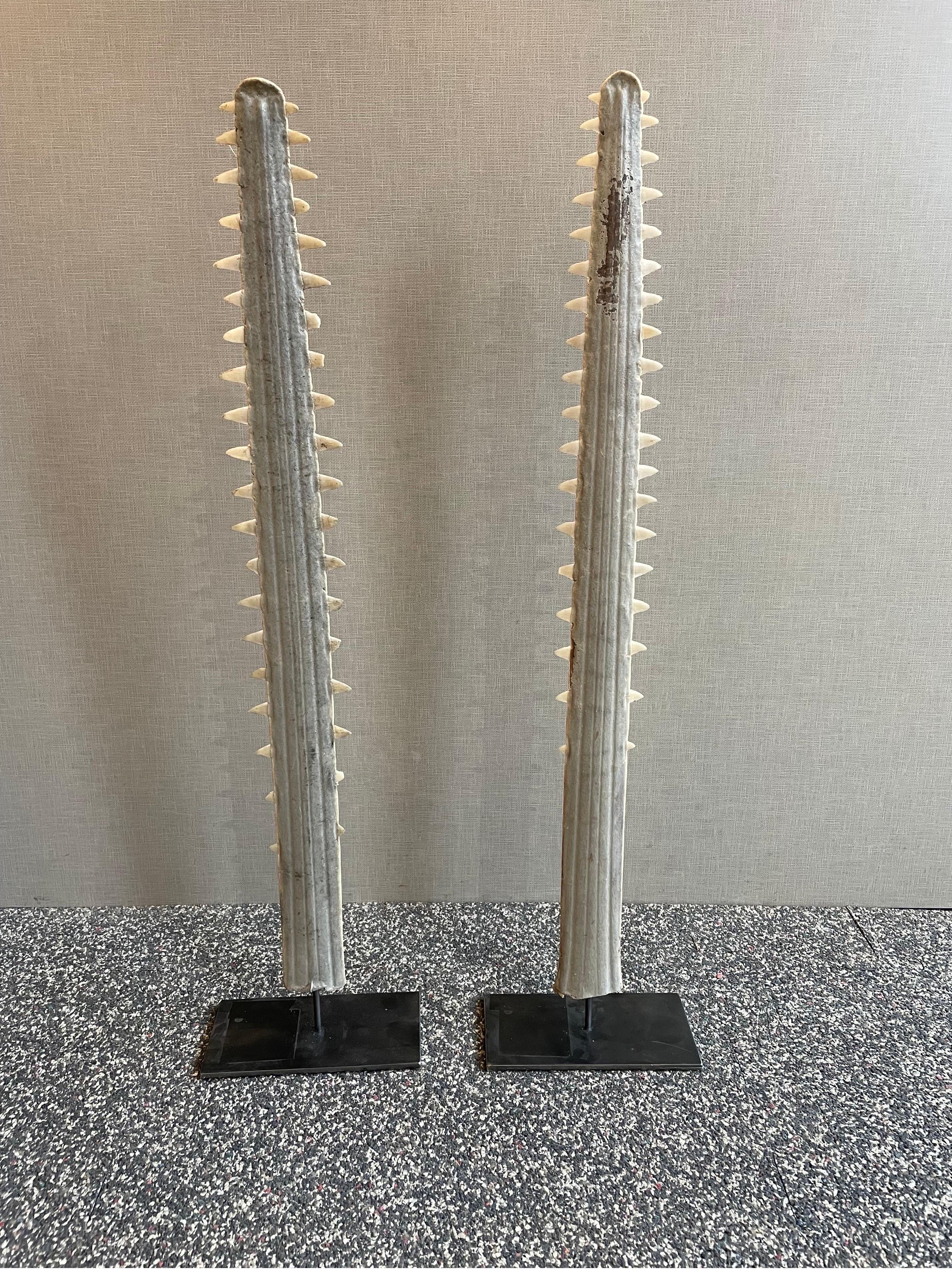 This is a great pair of saw tooth bills on metal stands 
They came from a wonderful collection of under the sea items from an avid collector.