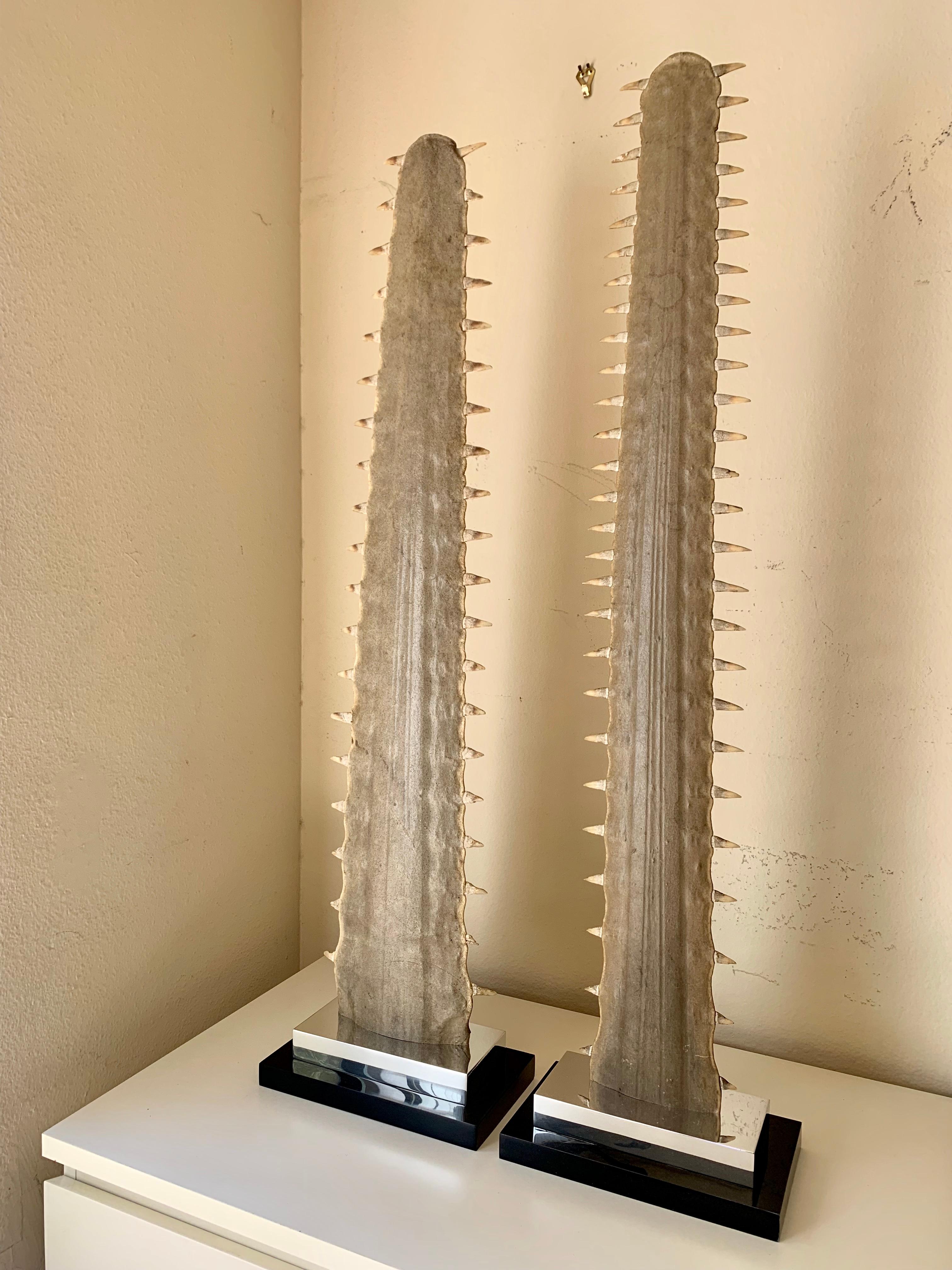 Pair of large sawfish bill rostrums mounted on black acrylic base. These can only shipped in USA.
Acrylic base is 10