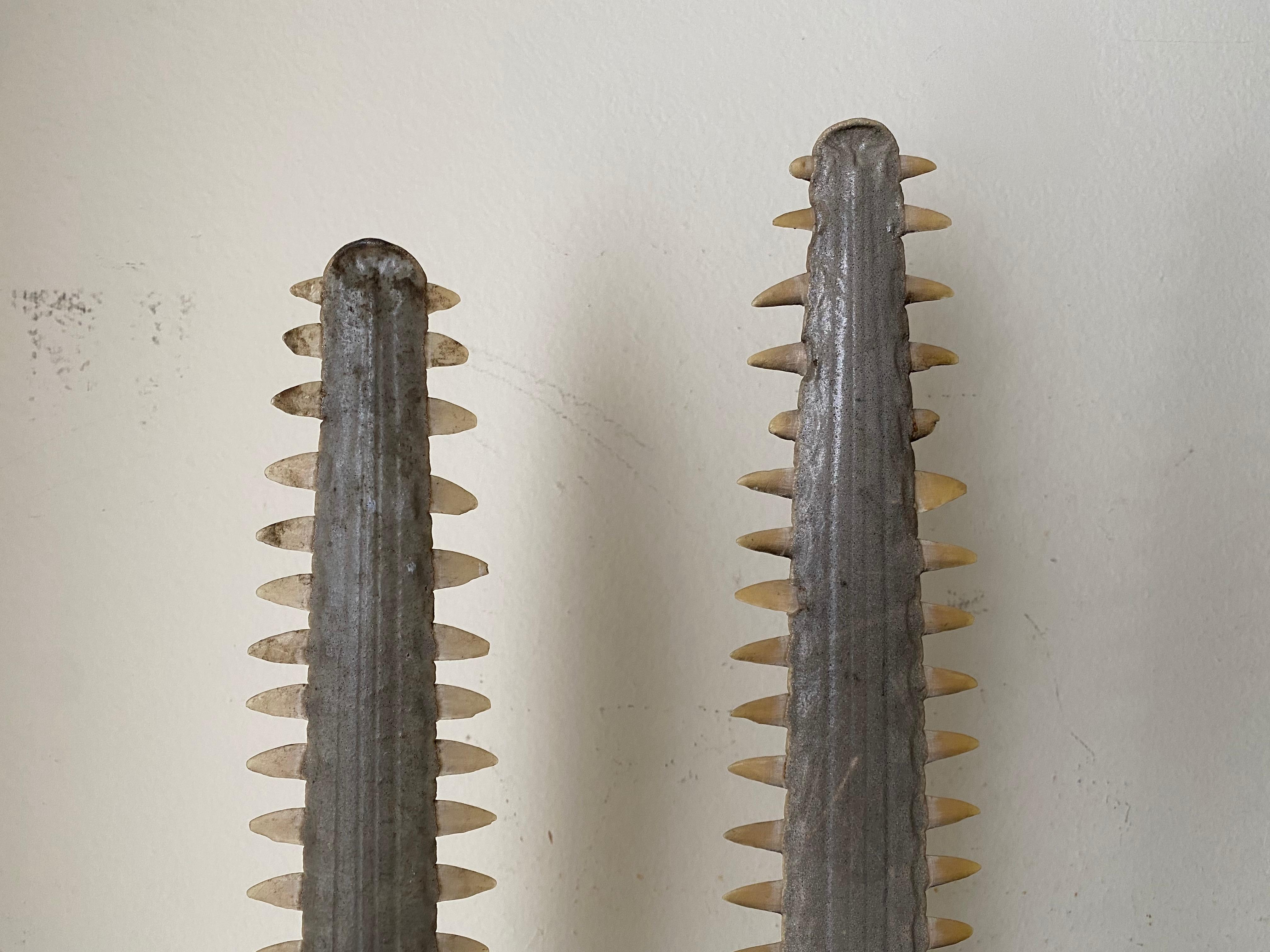 Pair of Sawfish Bill Rostrums In Good Condition In North Hollywood, CA