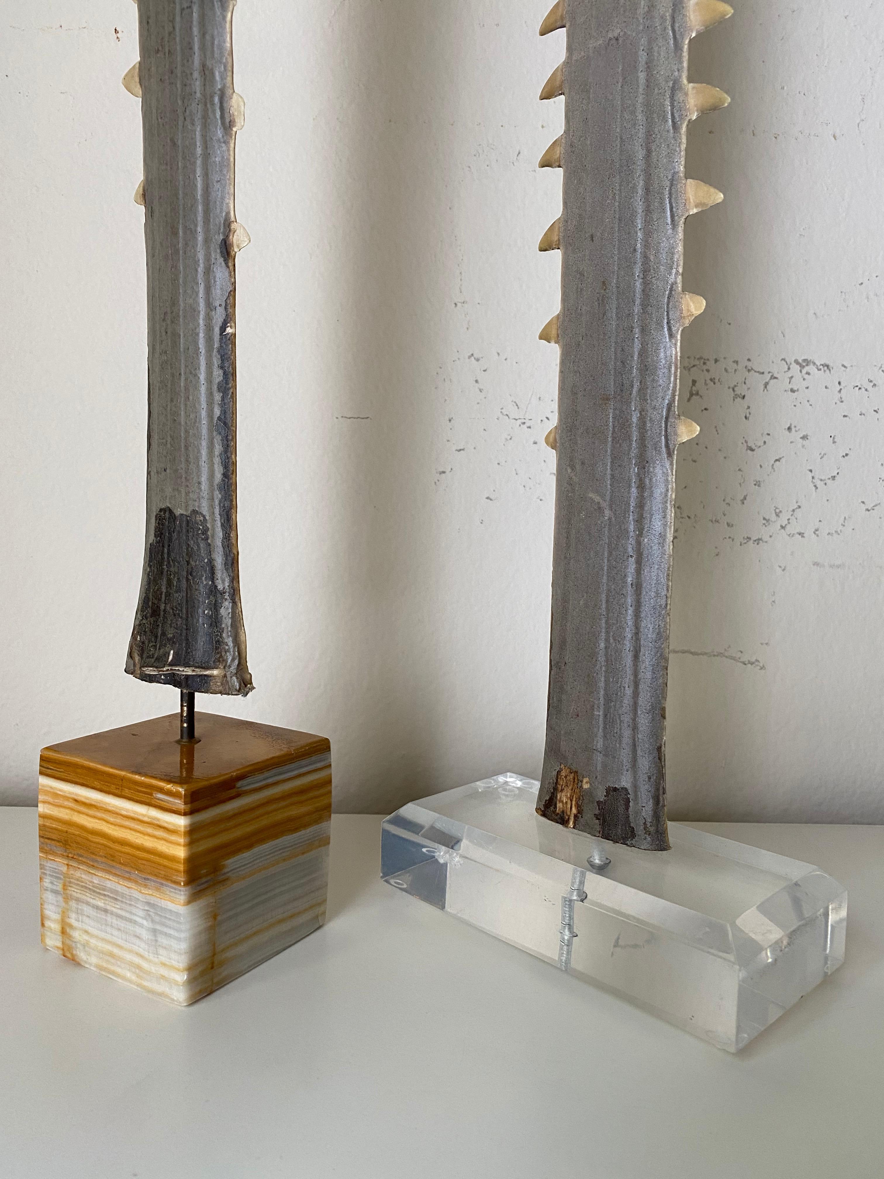 Bone Pair of Sawfish Bill Rostrums