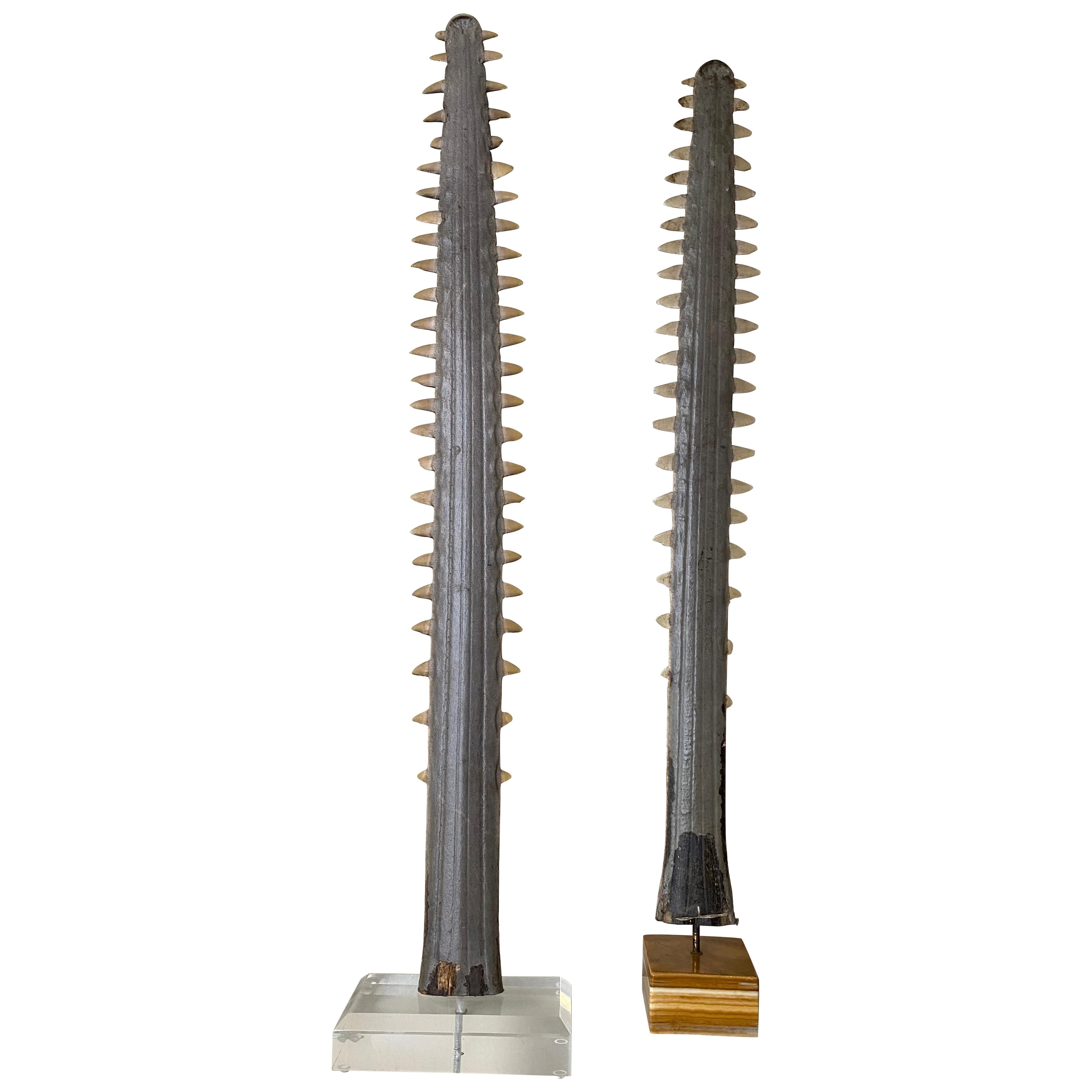 Pair of Sawfish Bill Rostrums