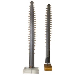 Pair of Sawfish Bill Rostrums