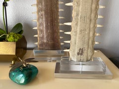 Coppia di Rostri per pesci sega / Fatture