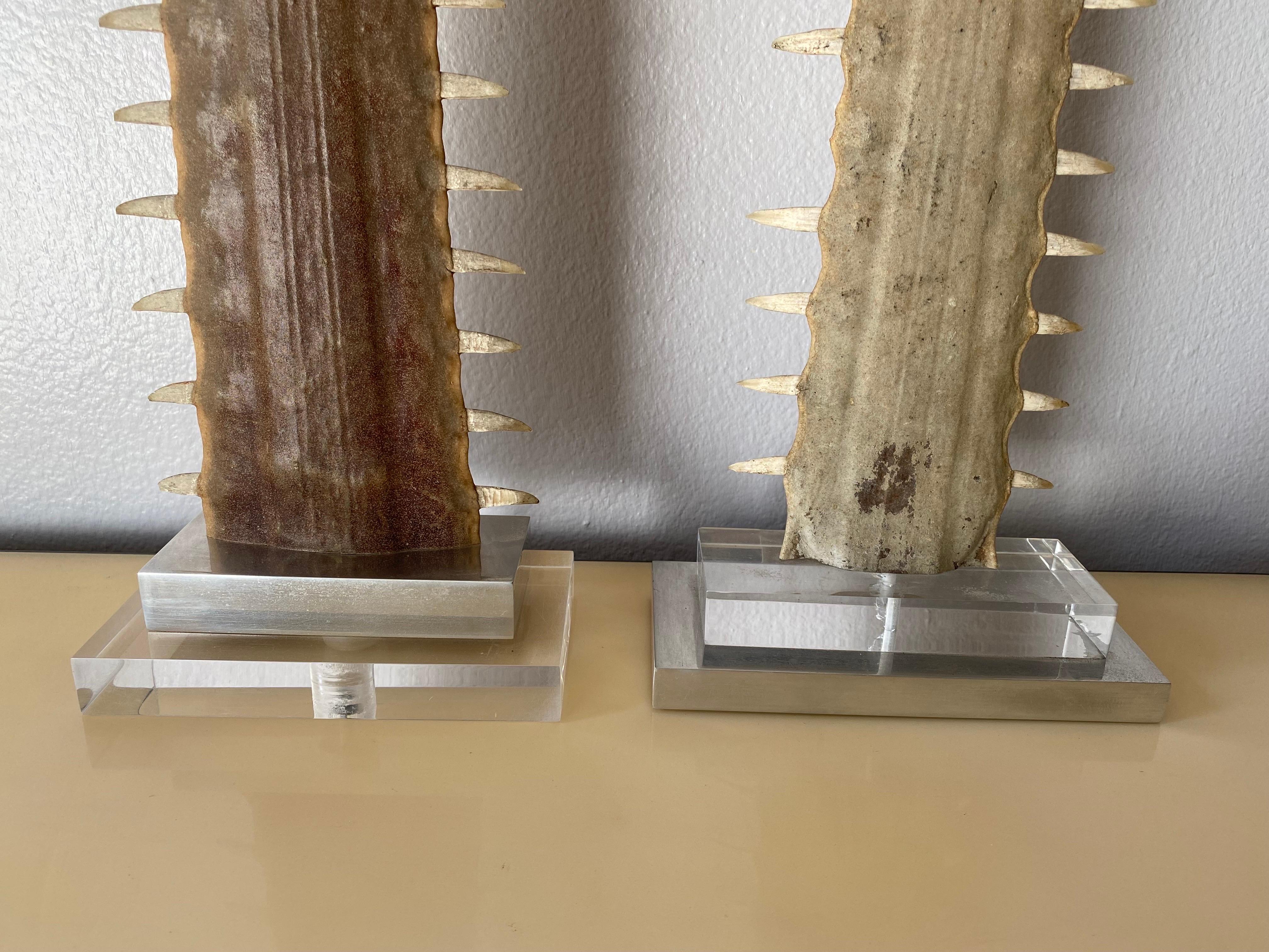Paar Sawfish Rostrums / Bills (Knochen) im Angebot