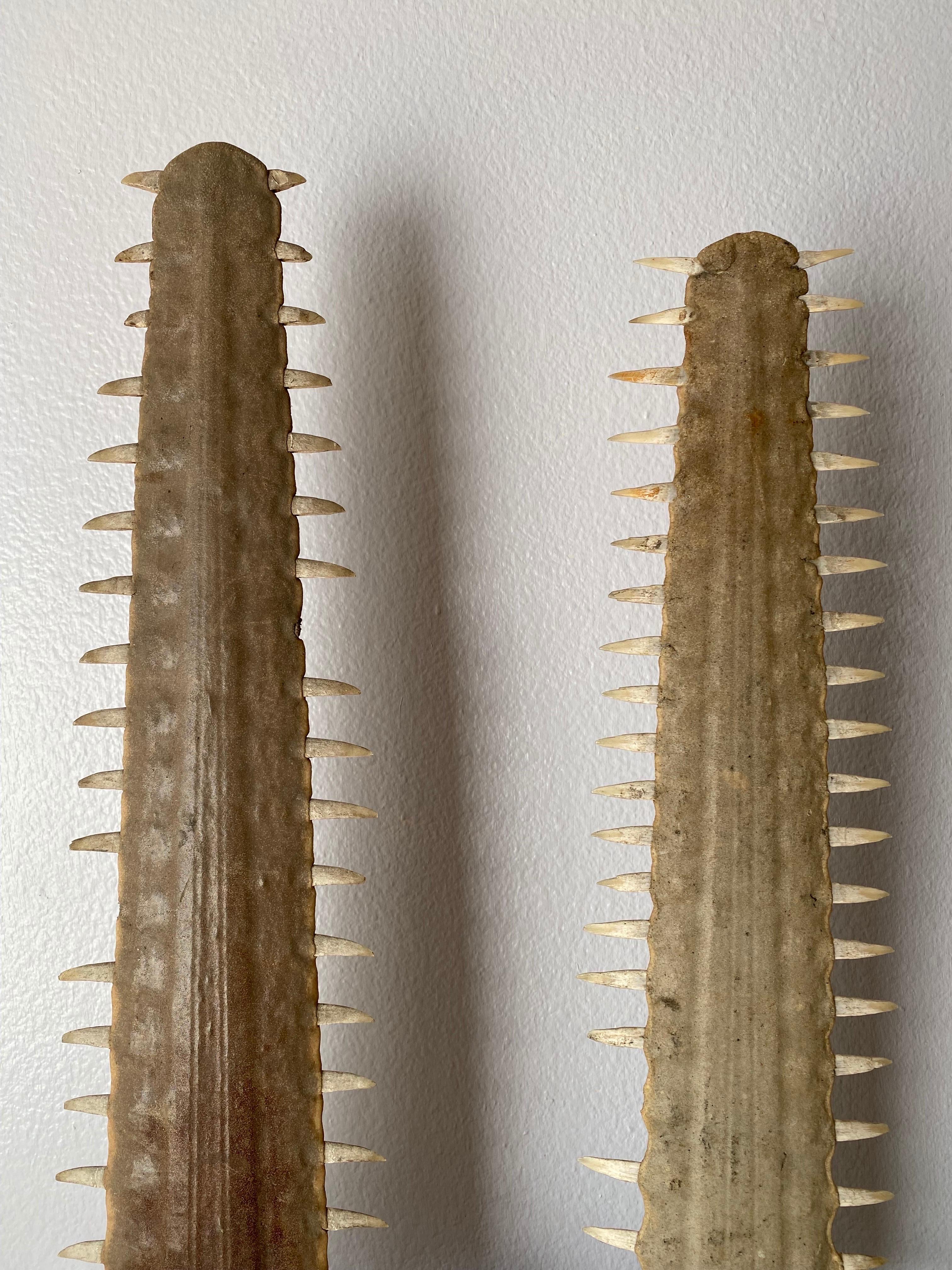 Early 20th Century Pair of Sawfish Rostrums / Bills For Sale