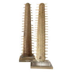 Pair of Sawfish Rostrums / Bills