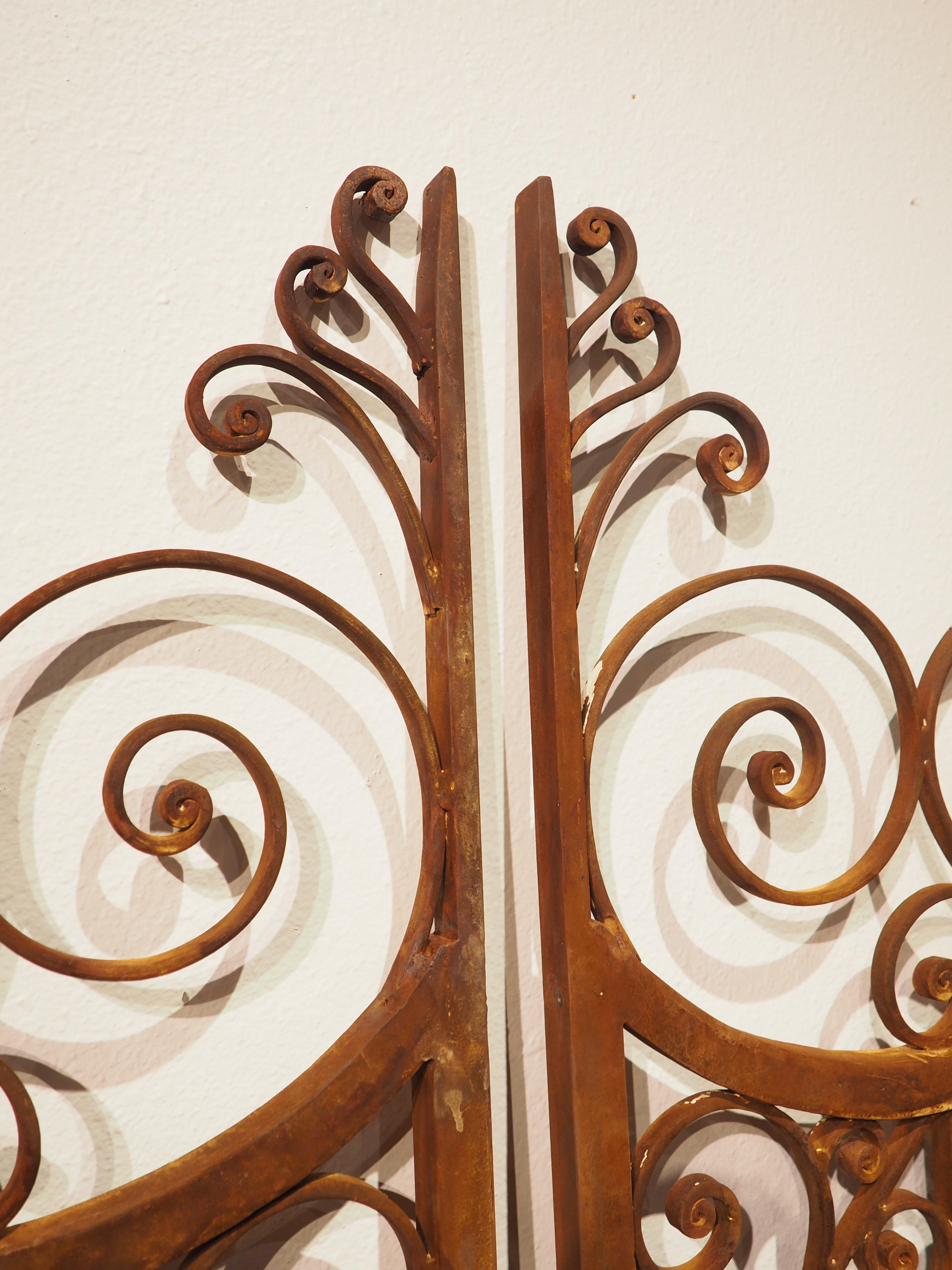 Pair of Scrolled Wrought Iron Gates from France, 20th Century 1