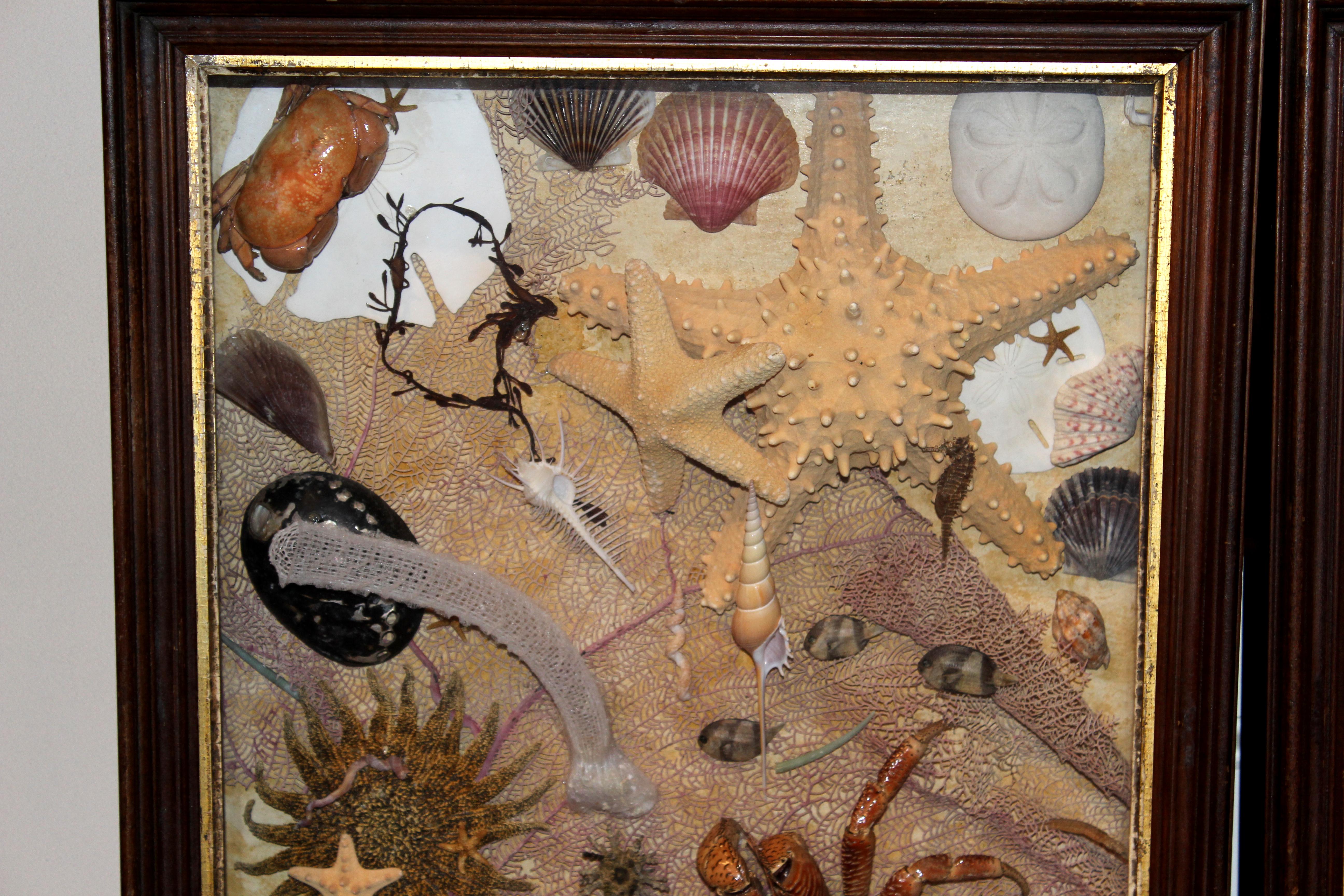 A beautiful pair of sea life dioramas or shadow boxes, including seashells, various crustaceans, sea horses, starfish, sand dollars, with fan coral backdrops. Each is framed under glass in wooden boxes with gilt glazed edges. Probably dating to the