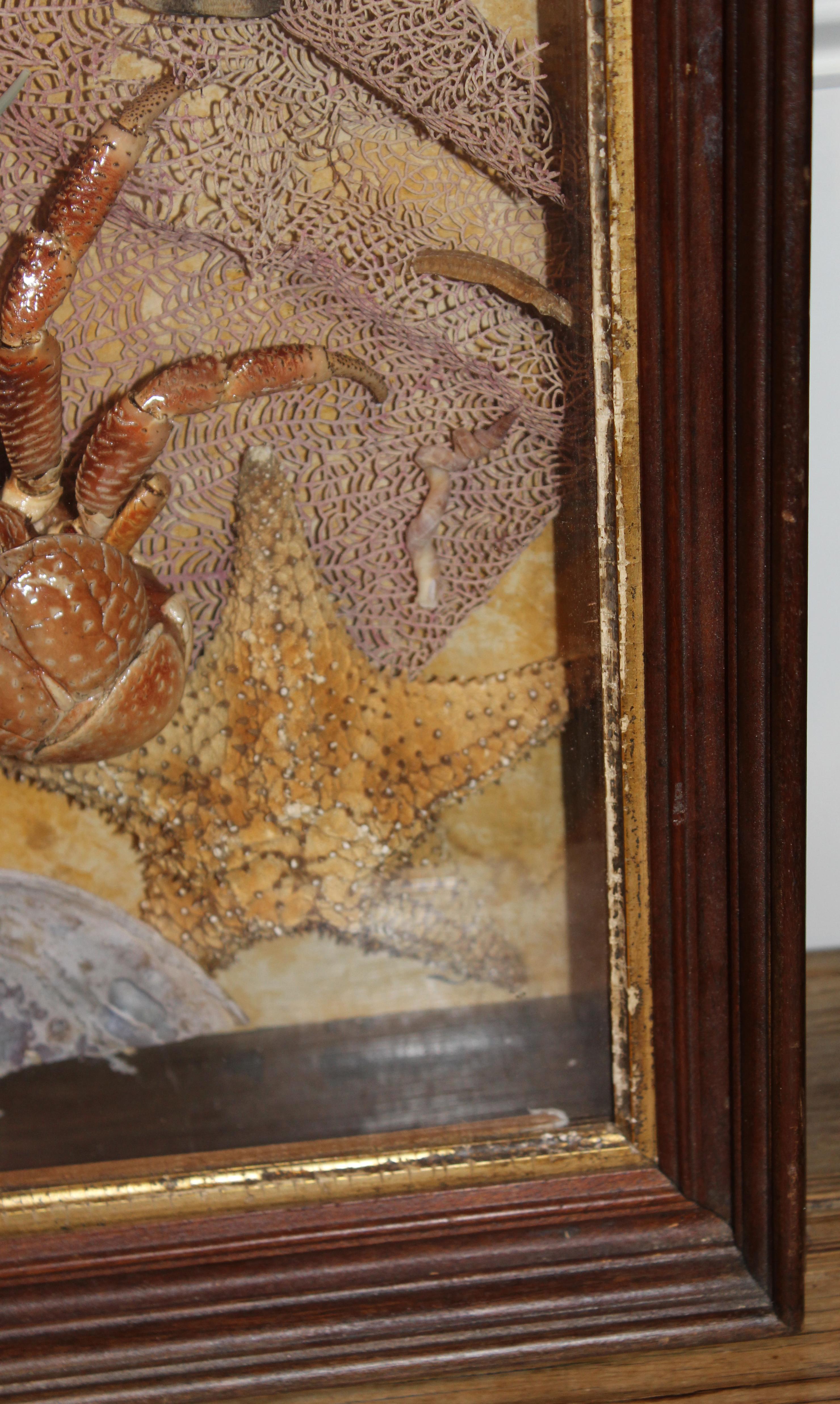 Pair of Sea Life and Shell Dioramas or Shadow Boxes In Good Condition In Milford, NH